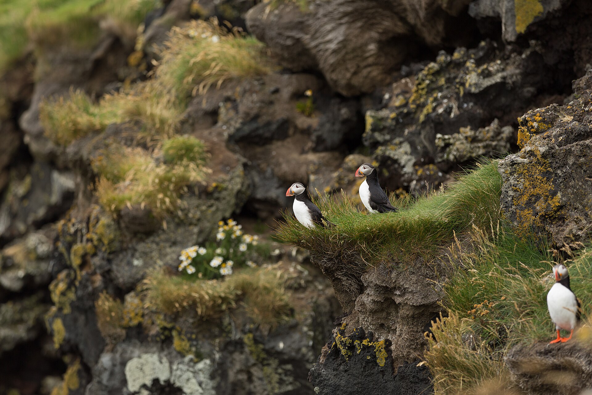 Atlantic puffins standing among moss and grass on a cliff face at the southern tip of Heimaey