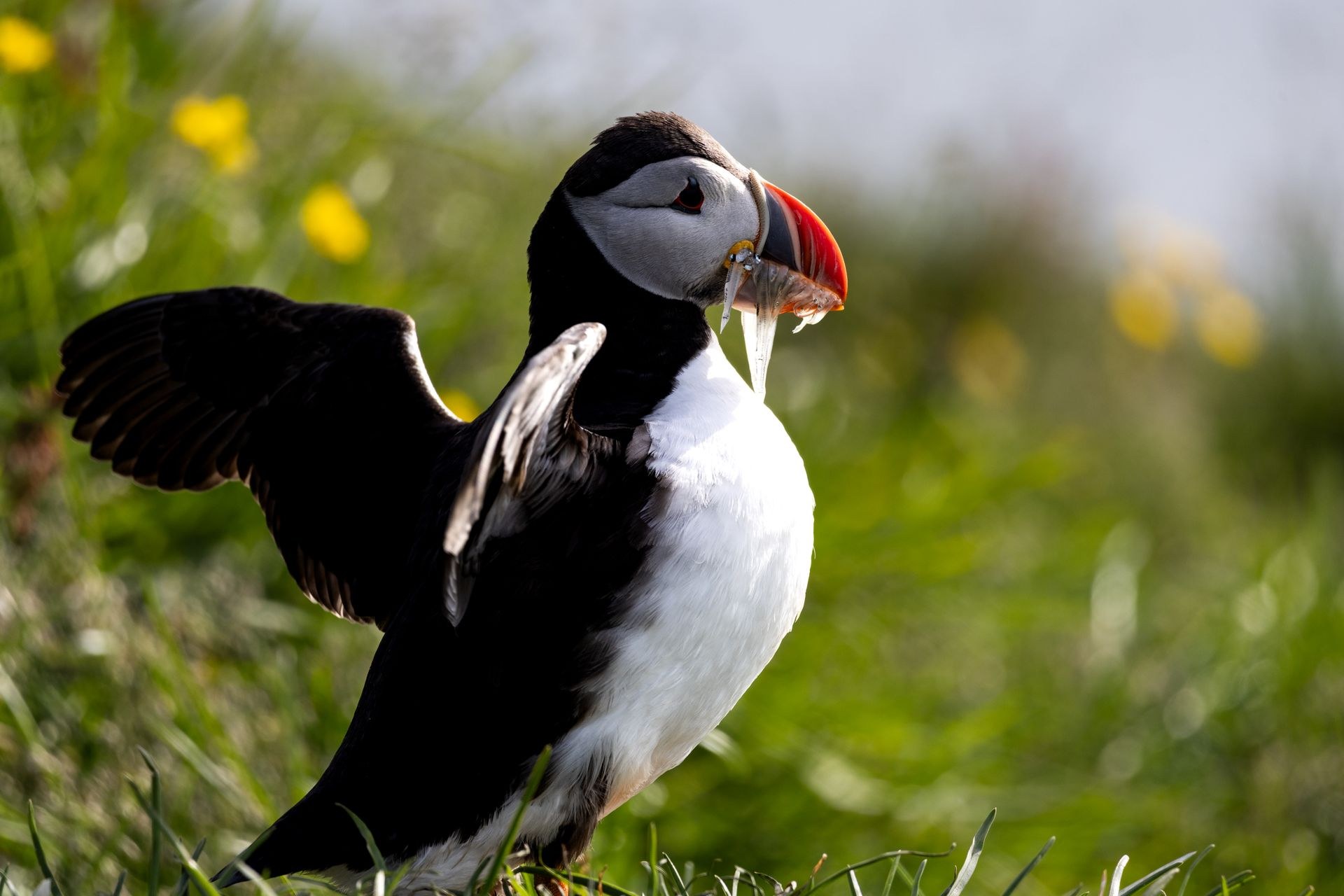 An Atlantic puffin standing in grass with a beakful of sandeels hanging crossways from its bill