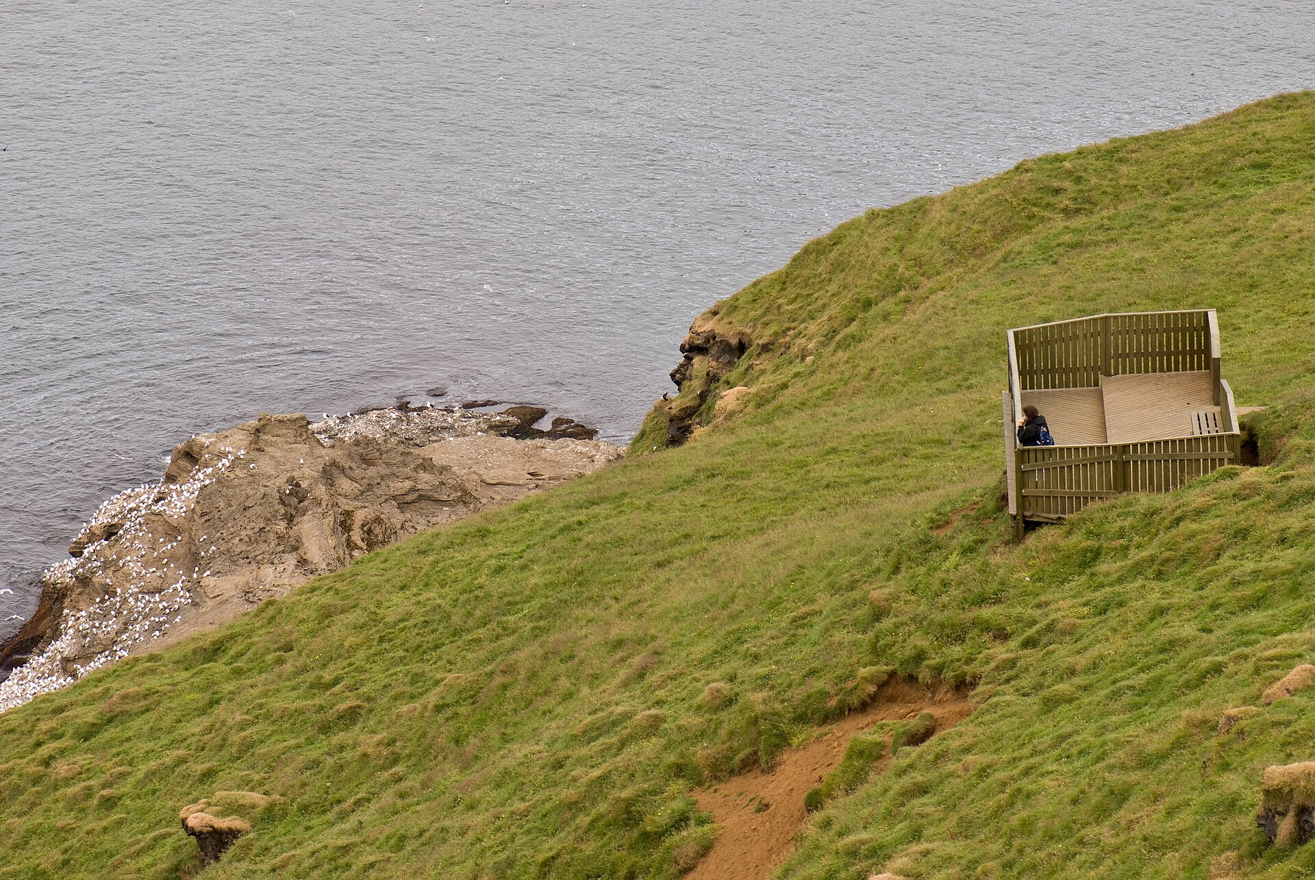 A small wooden bird hide built into a steep grassy slope above the sea at Stórhöfði