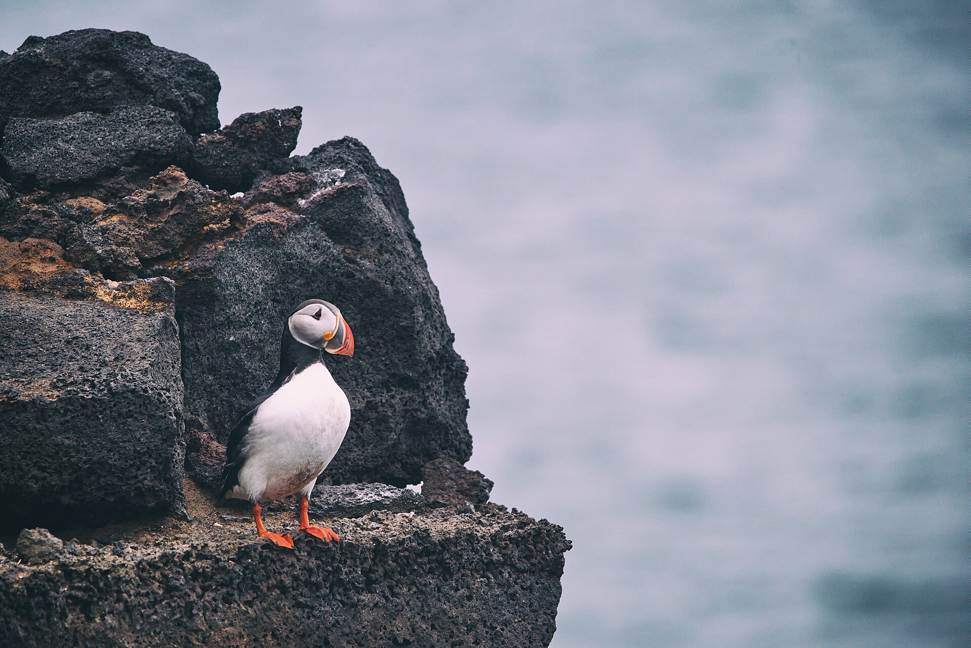 A single Atlantic puffin standing on dark volcanic rock above the sea at Vestmannaeyjar
