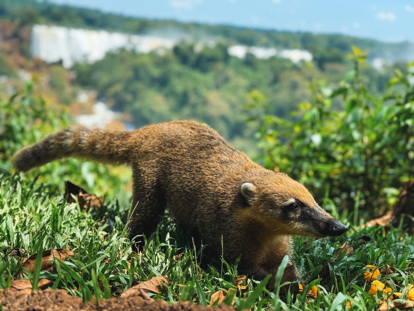 A coati, a long-nosed raccoon relative, foraging in the grass along a trail in Iguacu National Park