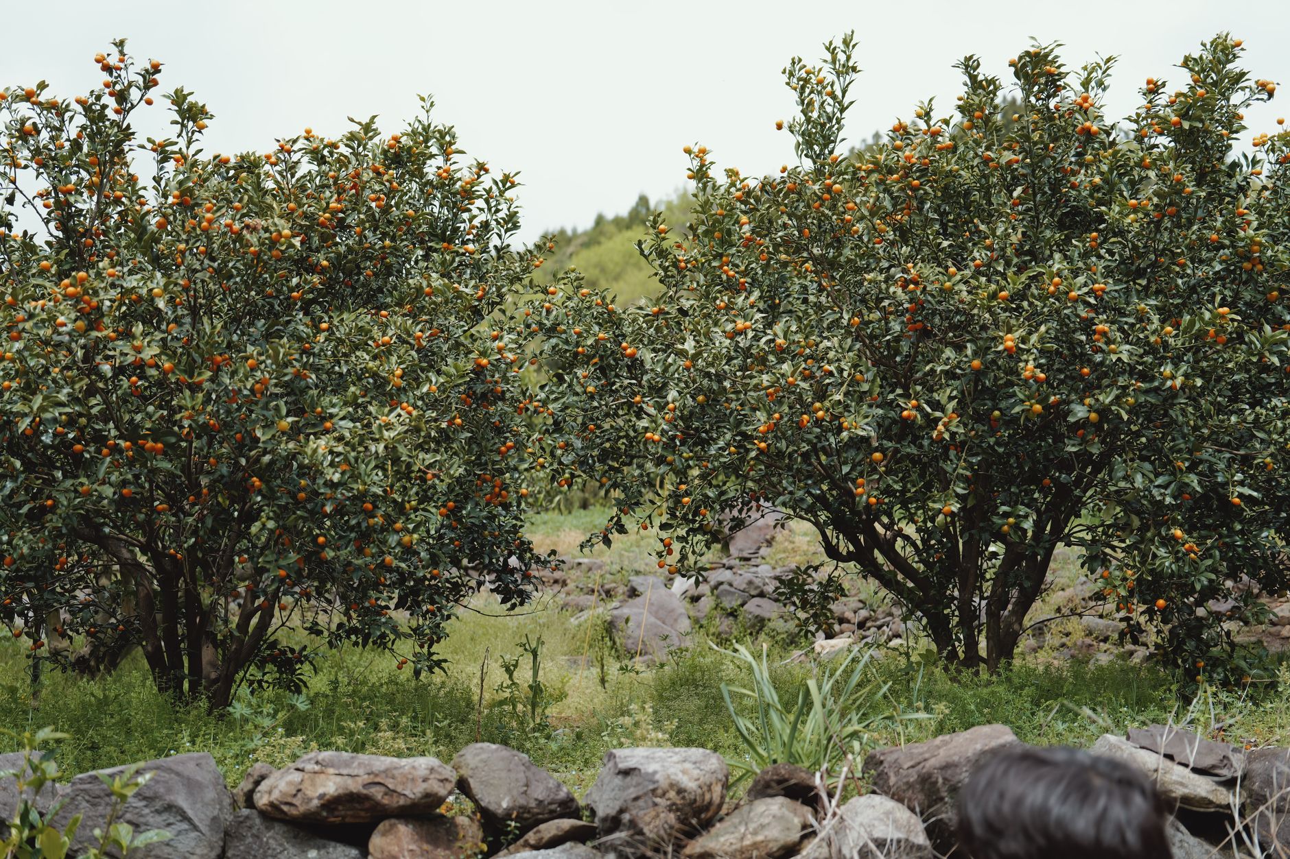 A Jeju tangerine grove in fruit with a dry-laid basalt field wall running across the foreground