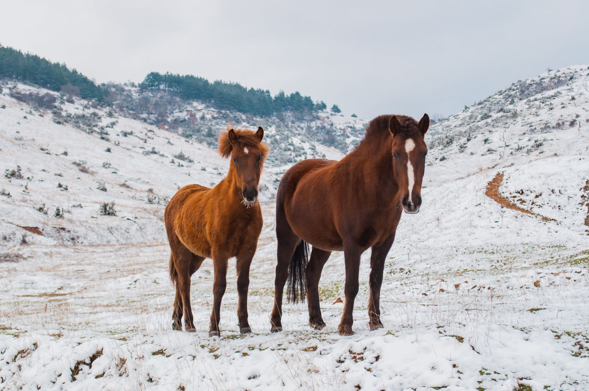 Two brown horses standing on a snow-covered hillside in mountainous country