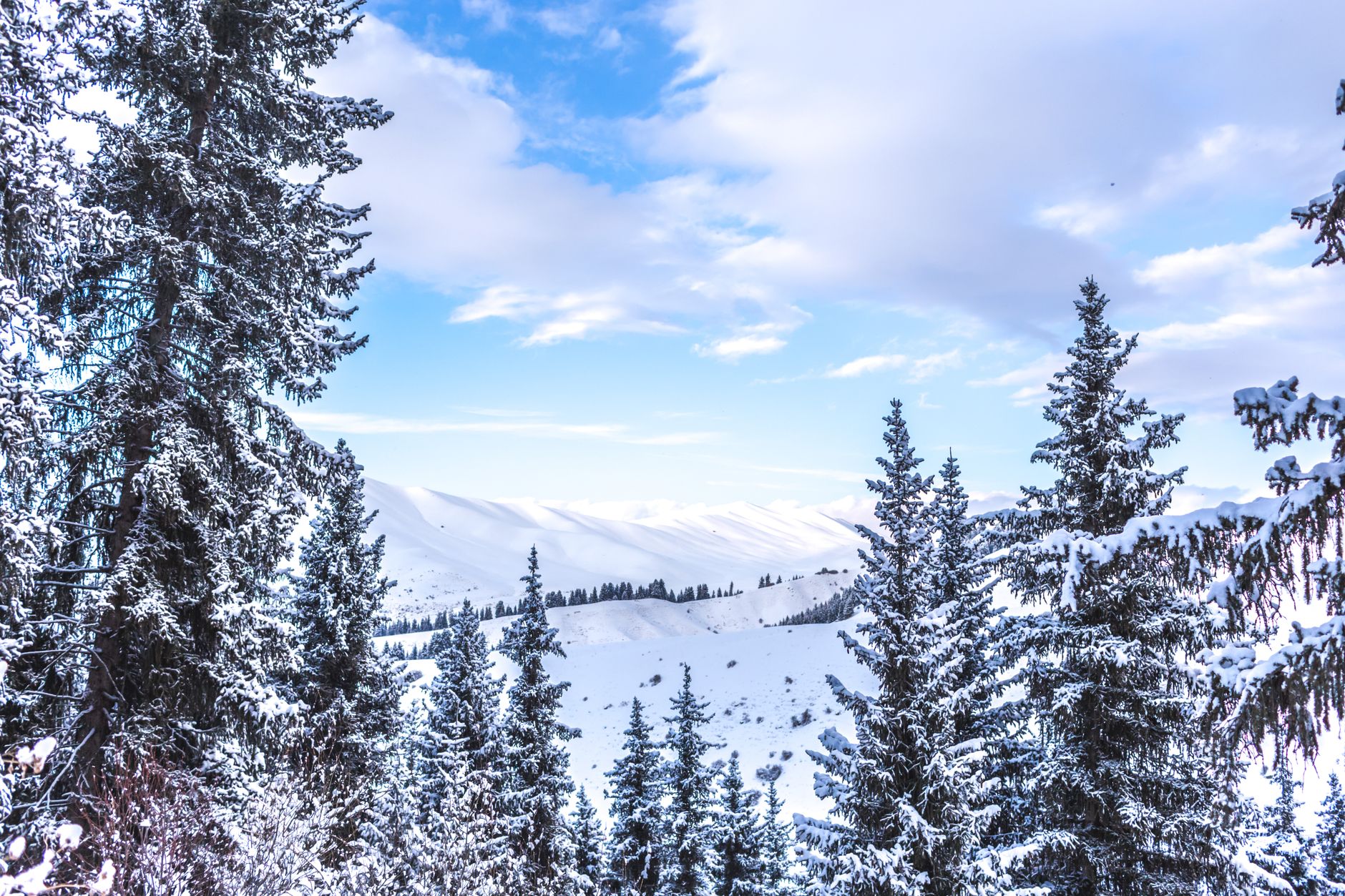 Snow-laden pine trees under a blue sky with a snowfield and mountains behind, above Karakol