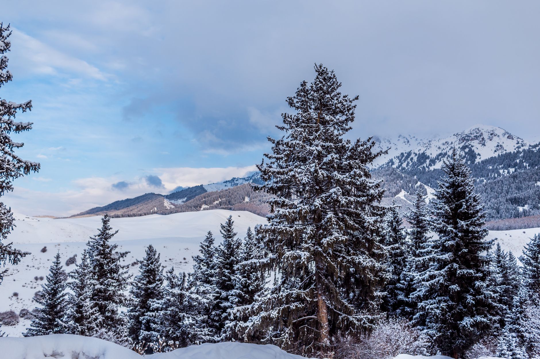 Snow-covered conifers in front of a broad snowy mountain range near Karakol