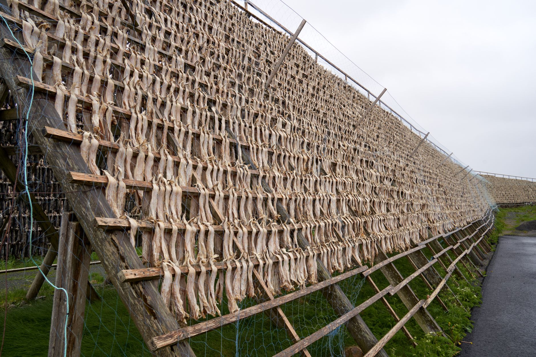 Rows of wooden racks hung with drying cod stretching into the distance under an overcast Lofoten sky