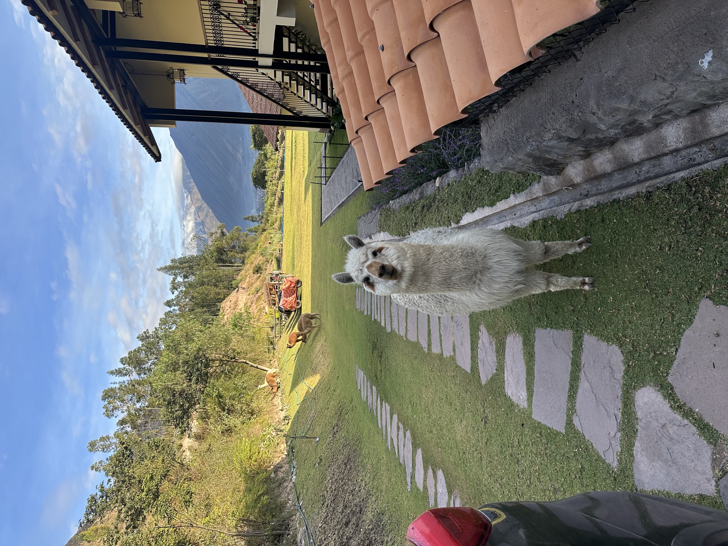 A llama standing on a stone path on a green lawn in the morning light near Machu Picchu
