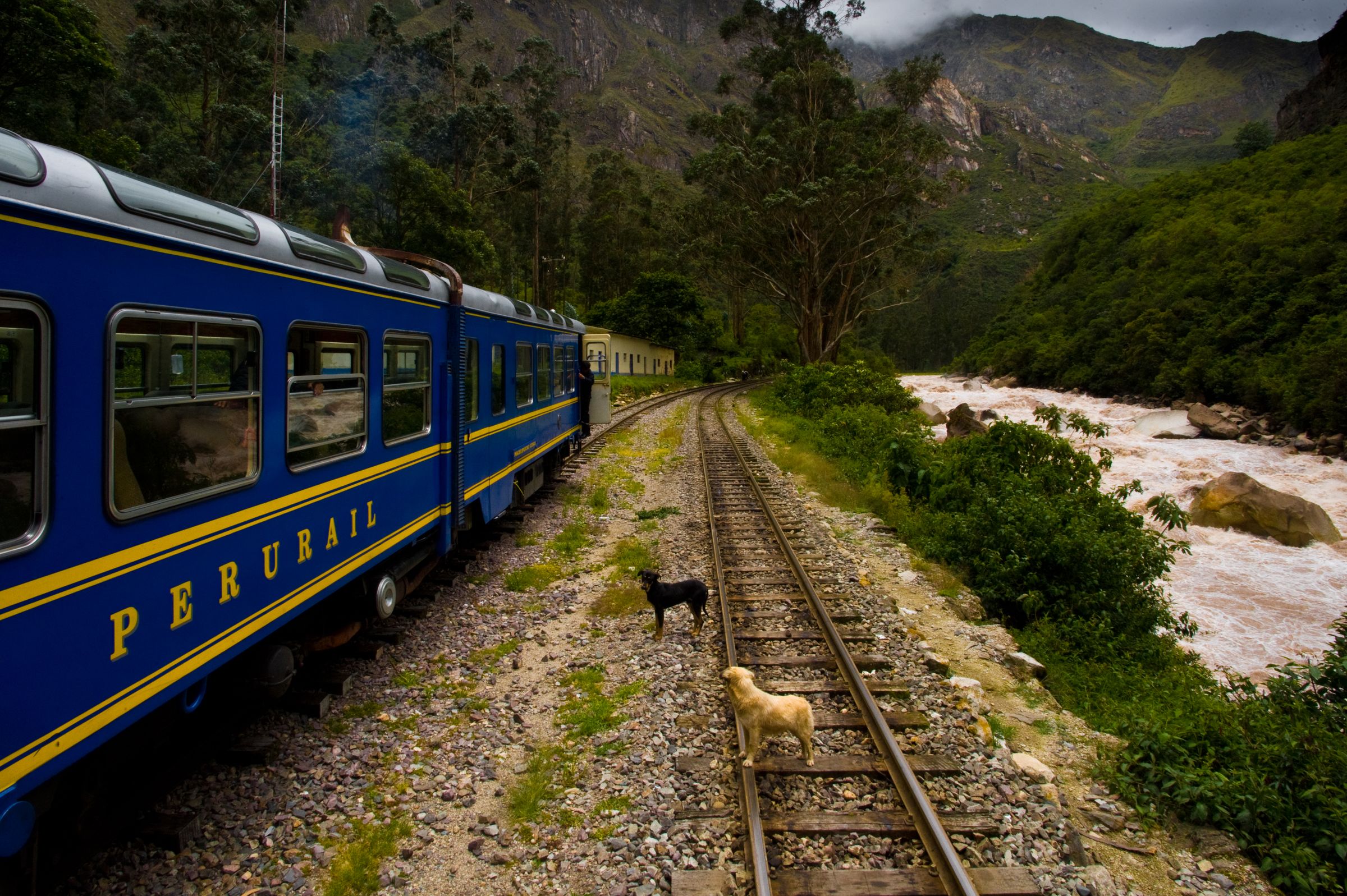 A blue and gold PeruRail train running along the tracks through a green Andes gorge beside the Urubamba river