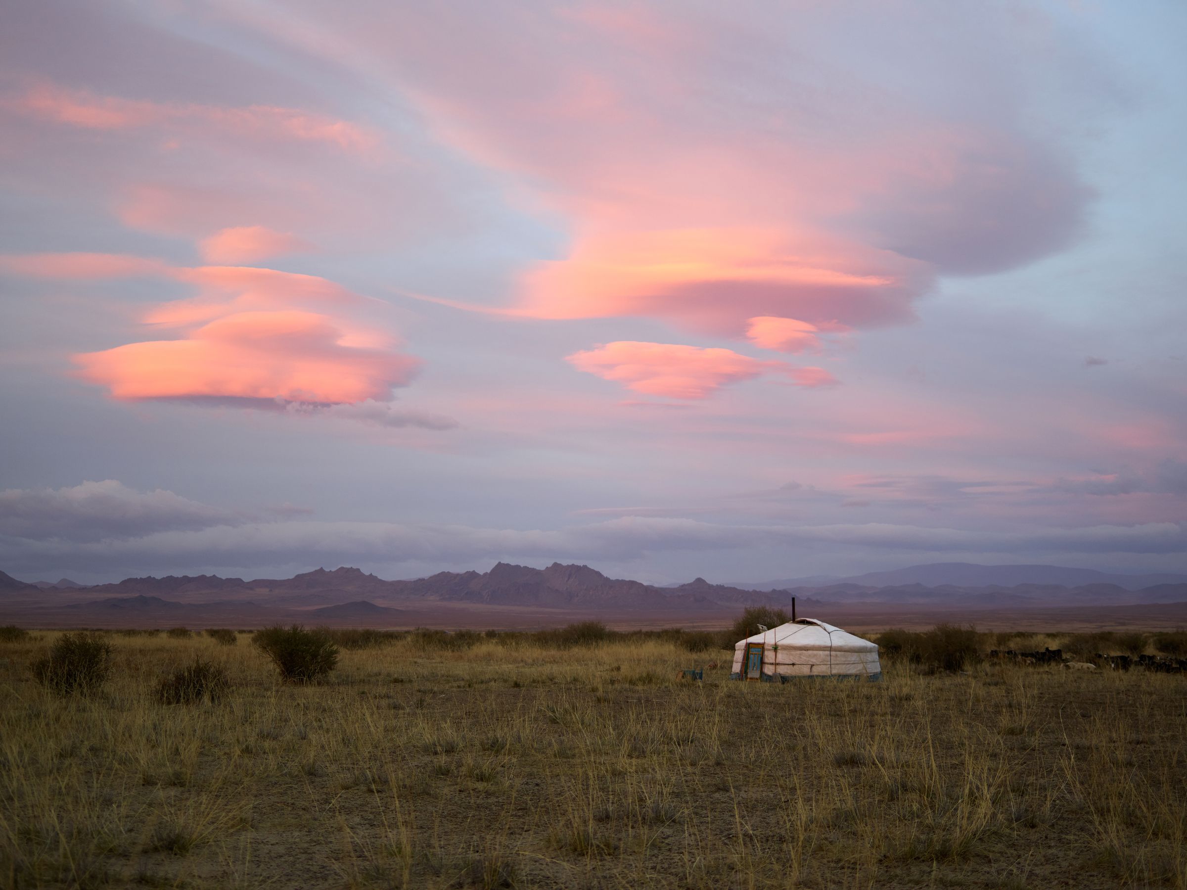 A lone white ger on the open Orkhon grassland under a pink and grey sunset sky