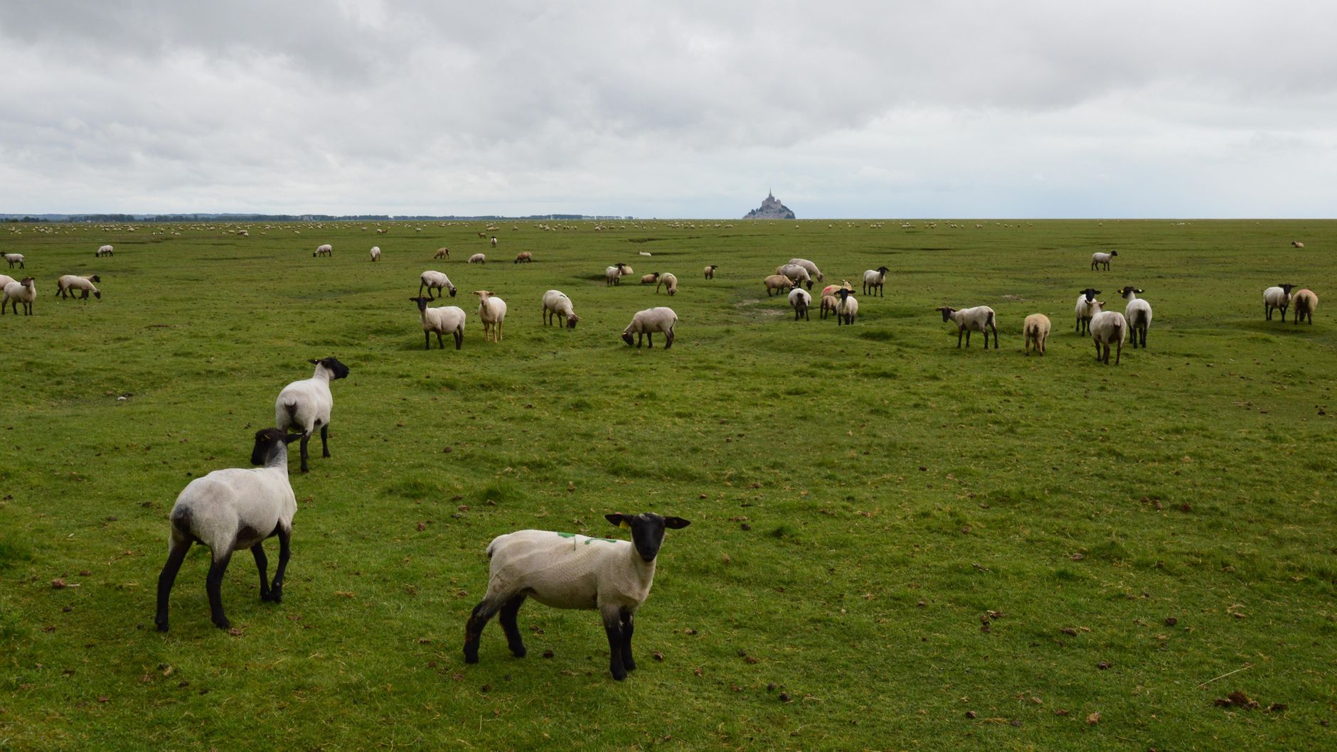 Salt marsh sheep grazing in green fields with Mont-Saint-Michel on the horizon