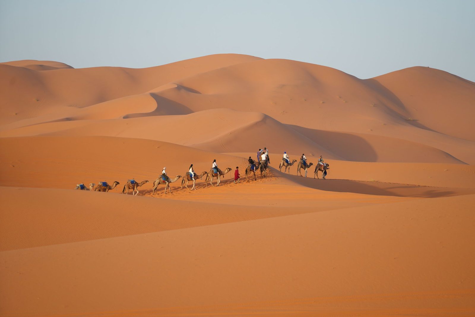 A camel caravan crossing the orange Erg Chebbi dunes near Merzouga