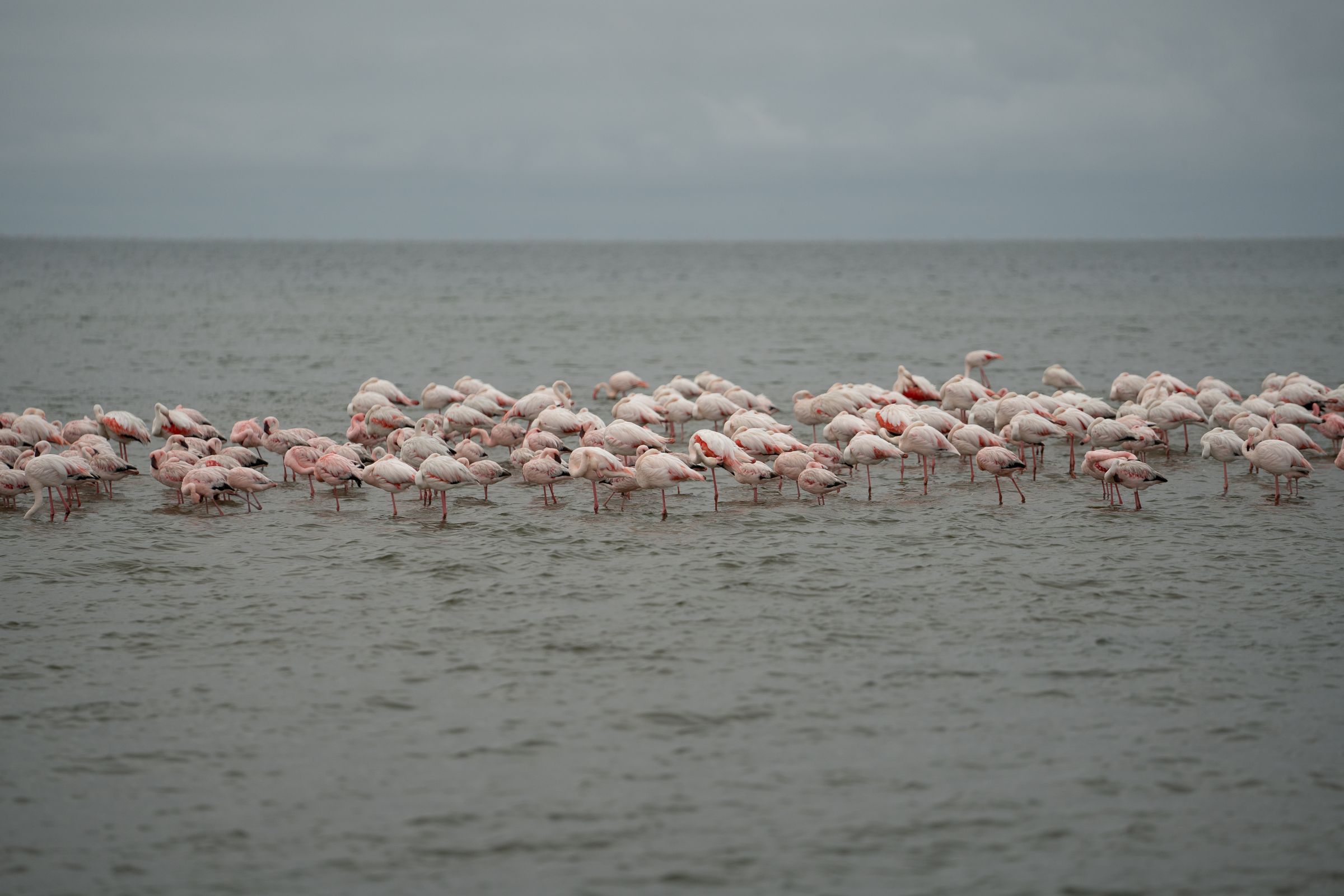 A long line of greater flamingos standing in shallow grey water under an overcast sky