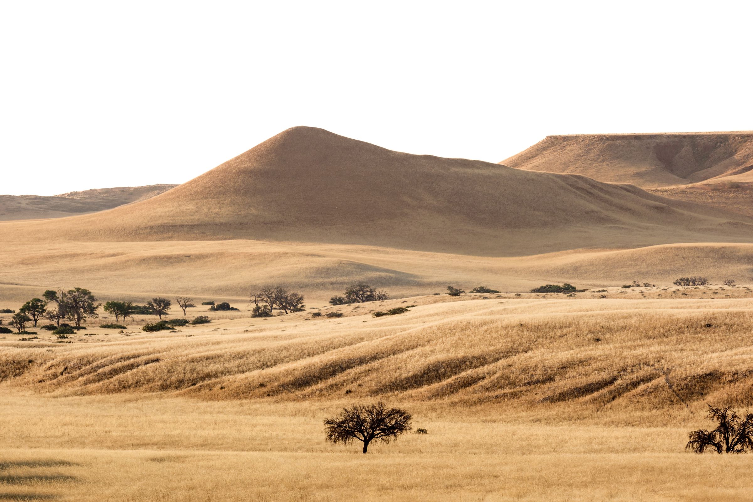 Golden grassland and low hills with scattered camel thorn trees in the light before sunset