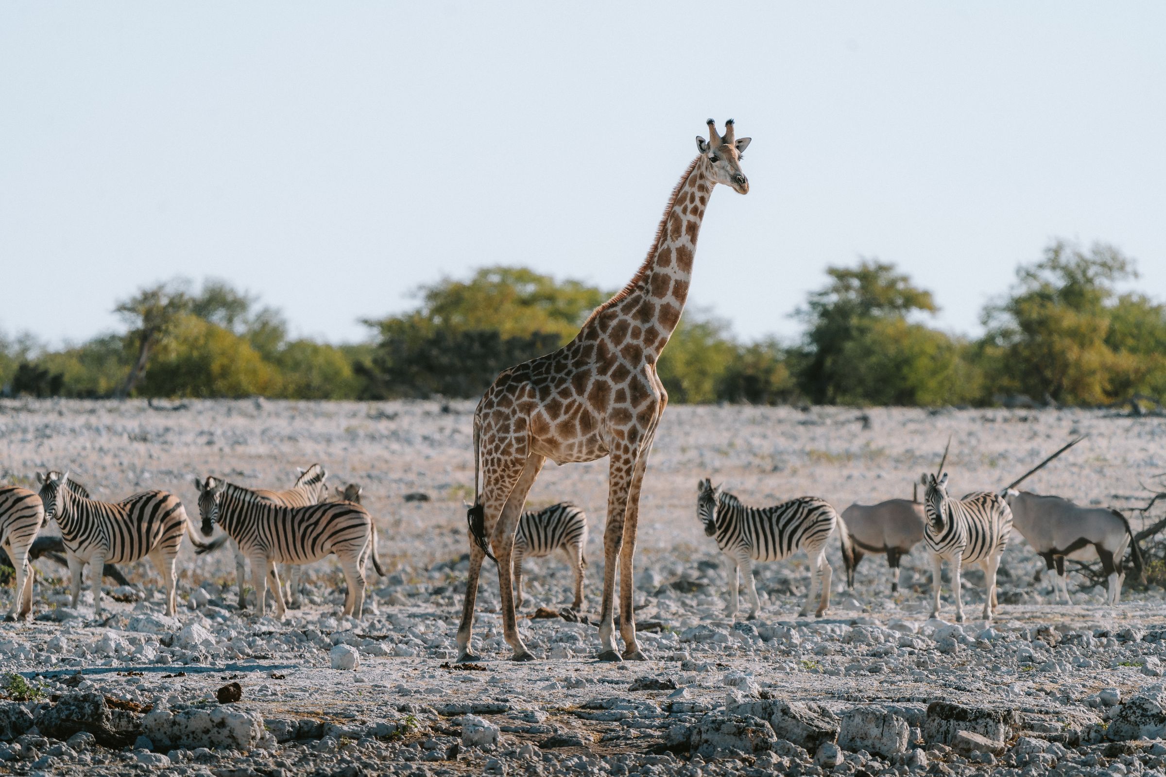 Giraffe, zebra and oryx standing on the pale calcrete of the Etosha plain under a bare sky