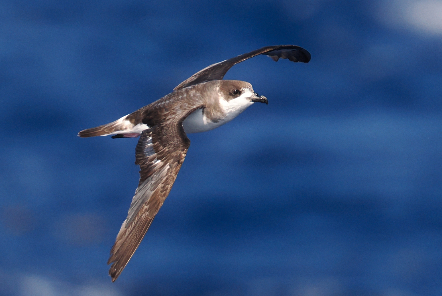 A Bermuda petrel in flight low over deep blue open ocean, dark grey-brown above with a dark cap and white underparts, wings held stiff