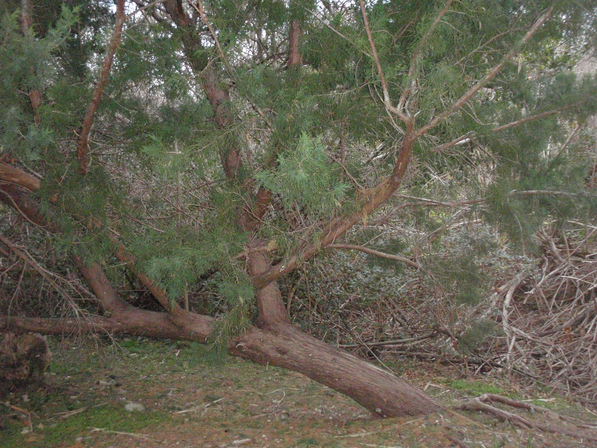 A low spreading Bermuda cedar with a reddish trunk and dense green foliage growing over rough coastal ground