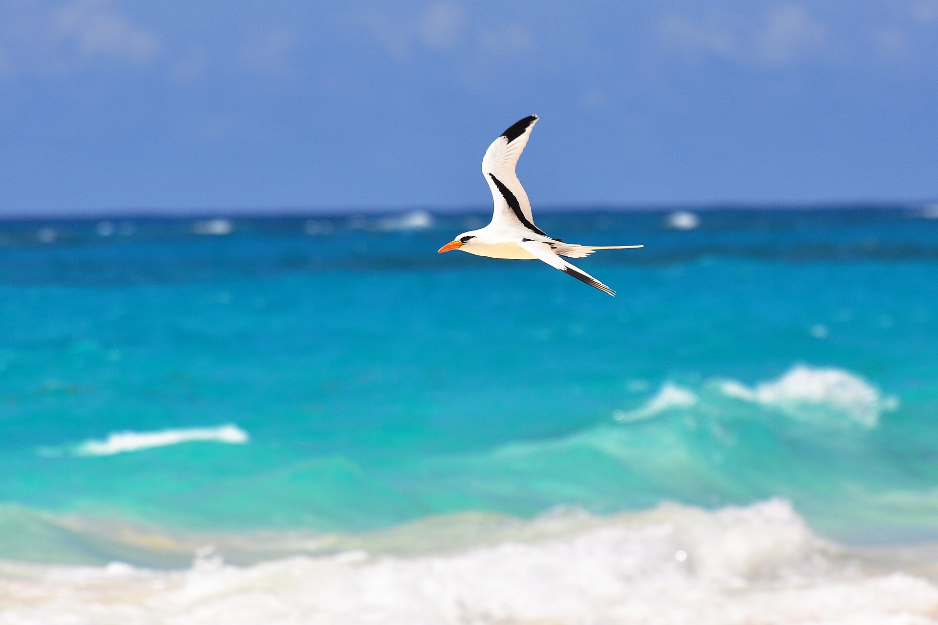 A white-tailed tropicbird flying low over breaking turquoise surf, its two long white tail streamers trailing behind it