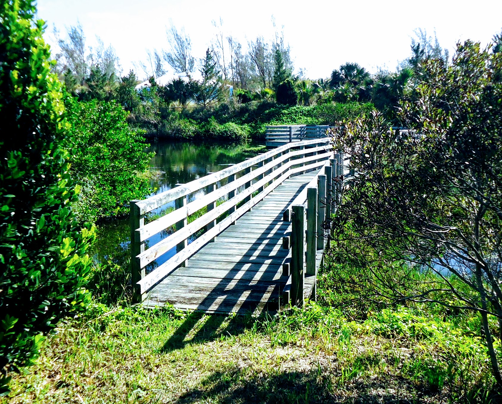 A wooden boardwalk with a handrail running through dense green coastal vegetation under a bright sky