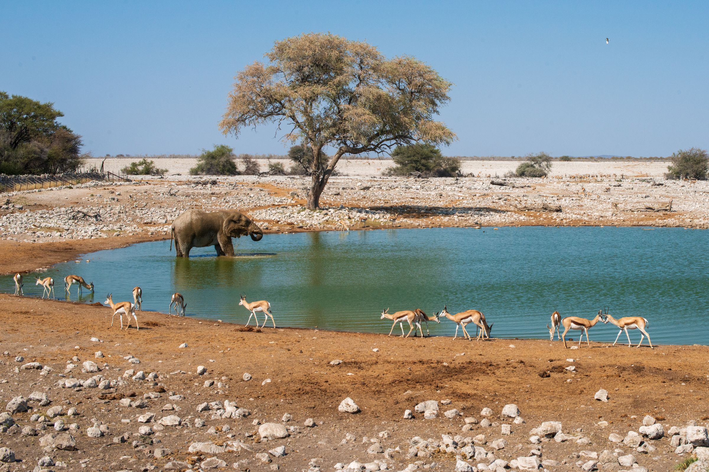 Okaukuejo, Namibia