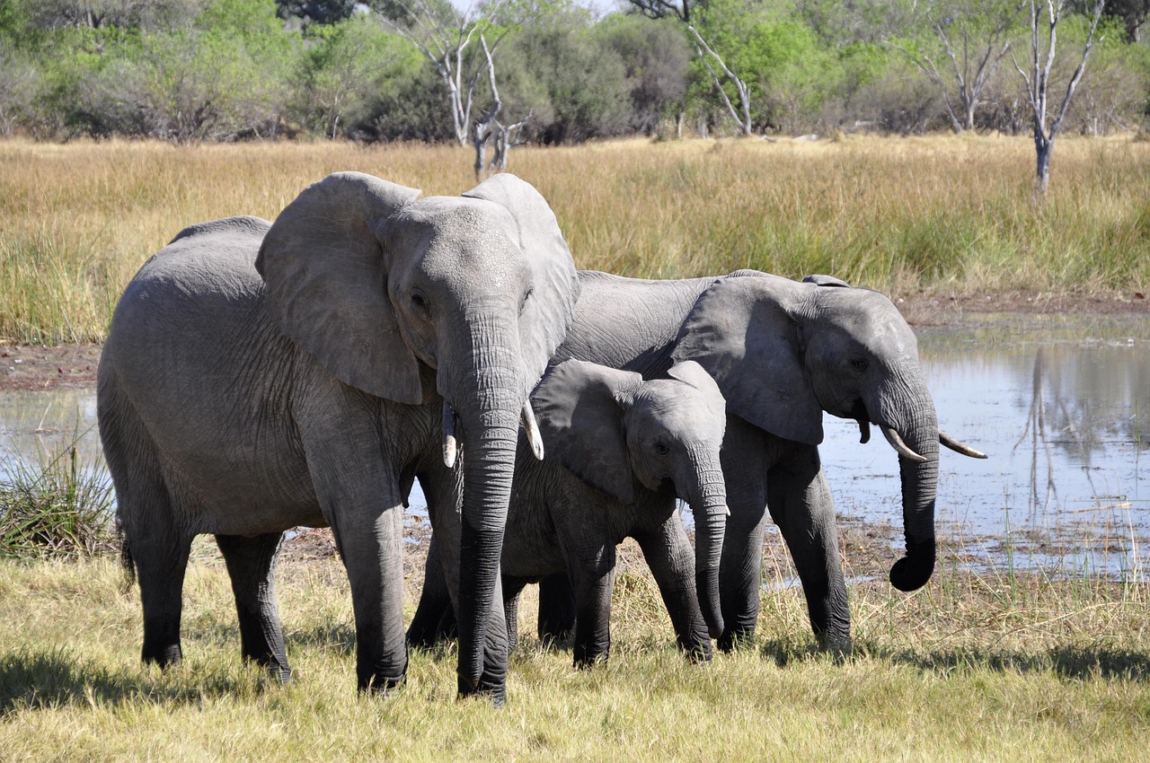 An elephant at the water's edge in the Okavango Delta