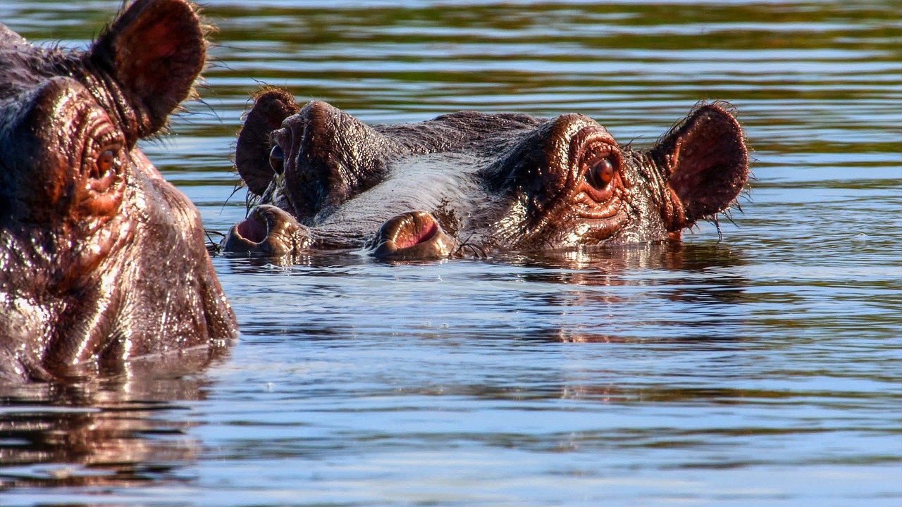 Two hippos in a channel of the Okavango Delta