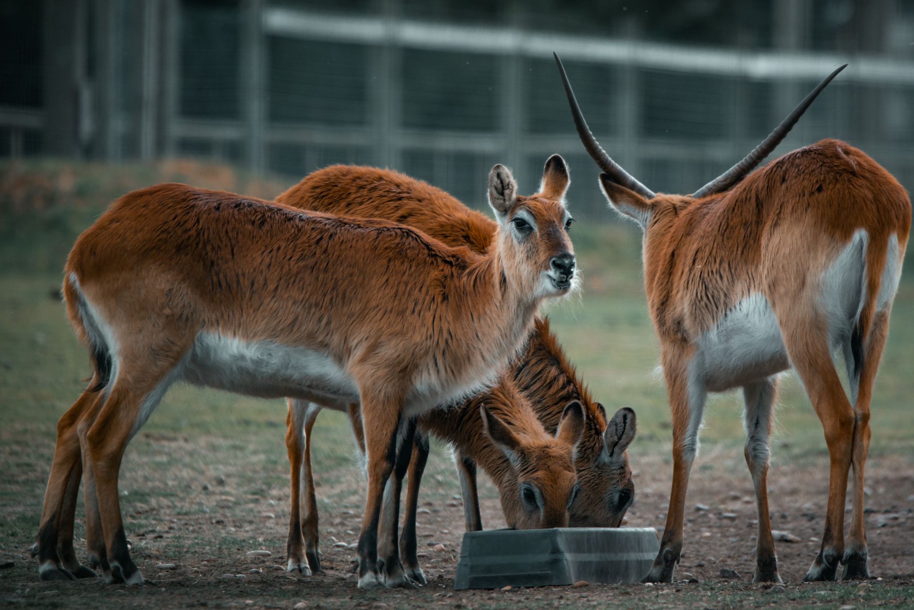 A group of red lechwe in the Okavango Delta