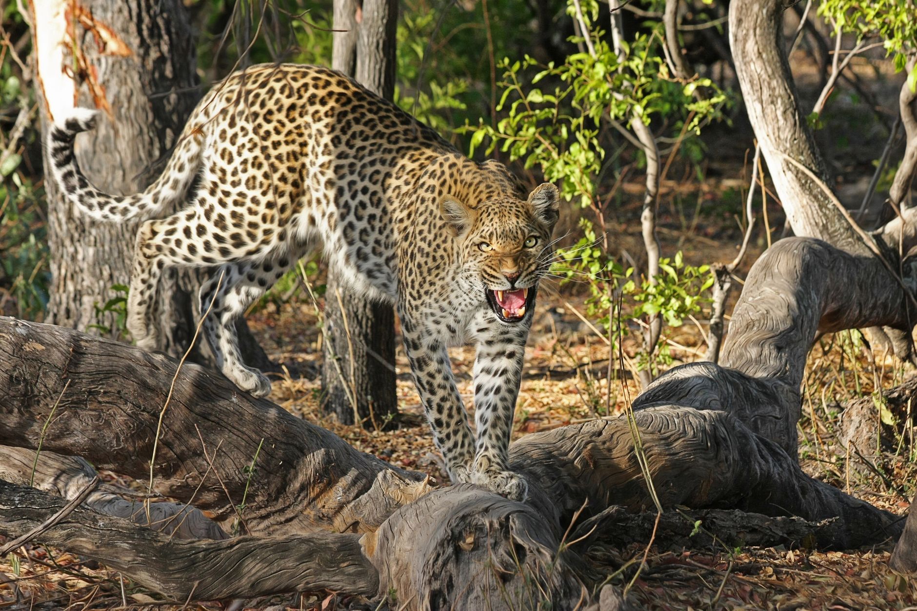 A leopard in the Okavango Delta, Botswana