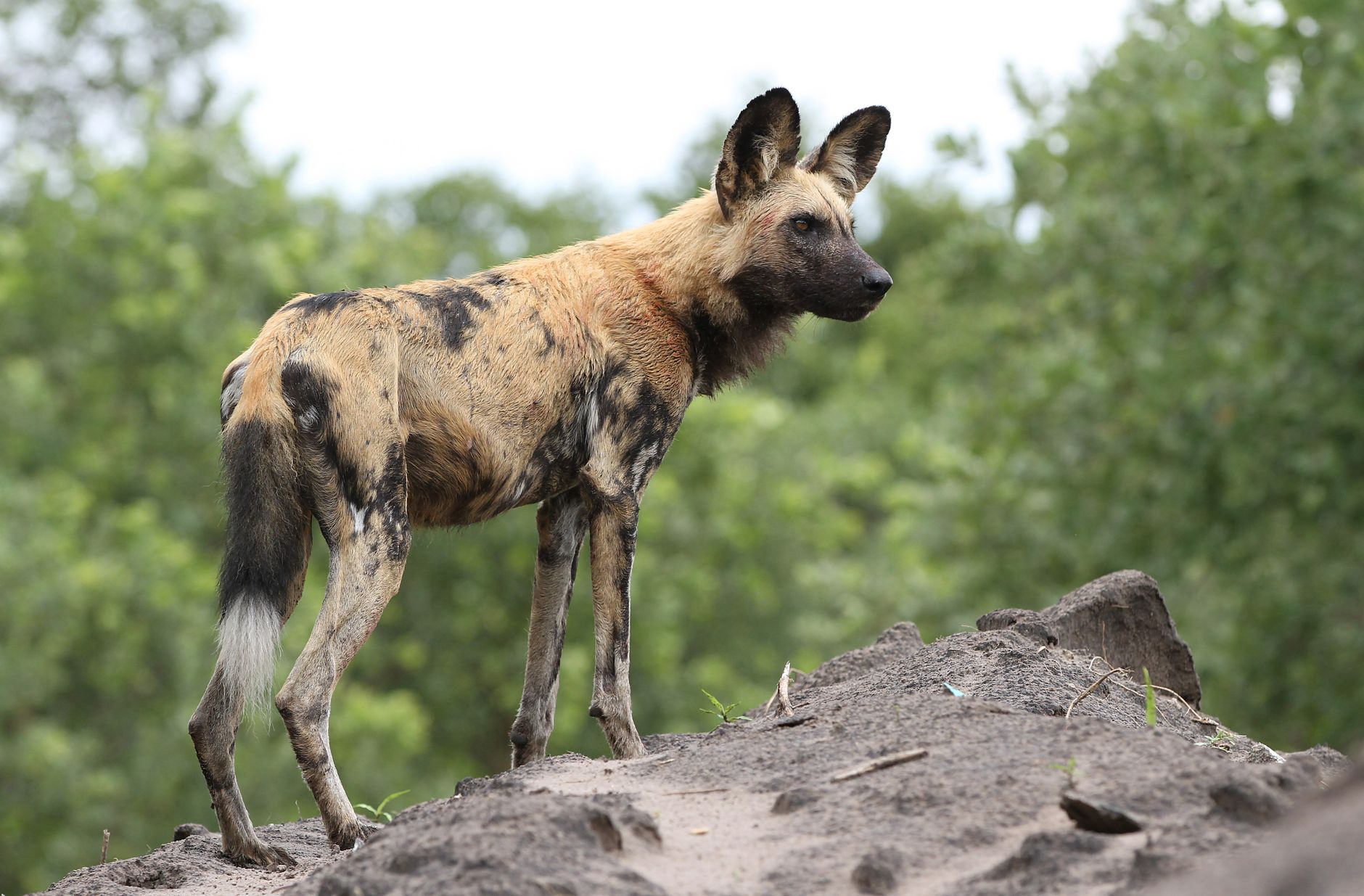 An African wild dog on a mound in the Okavango