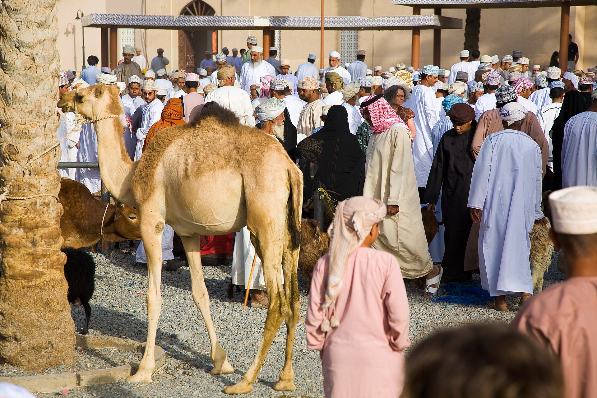 Men parading goats at the Friday livestock market in Nizwa