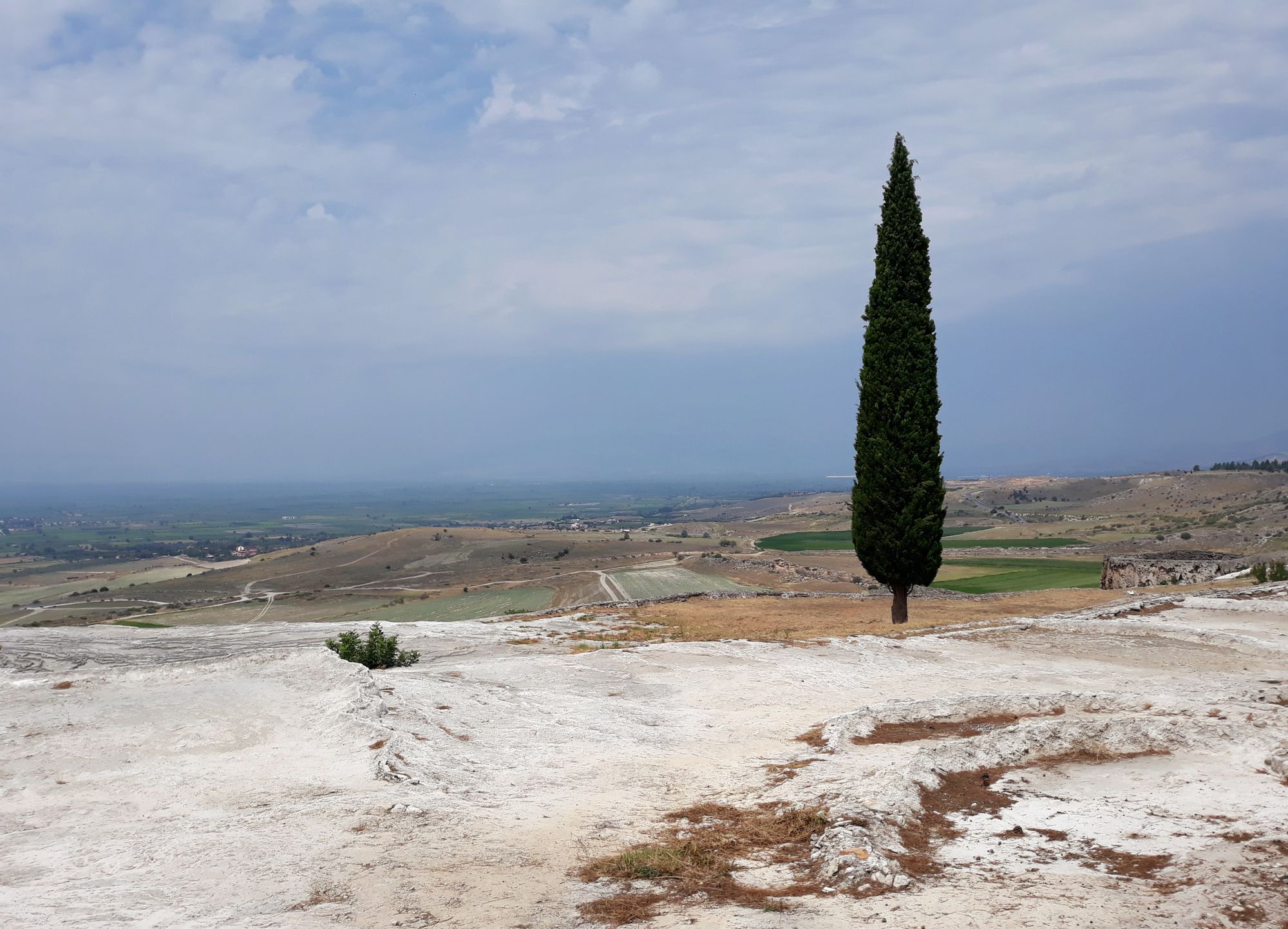 A single cypress tree standing on Pamukkale's white travertine plateau