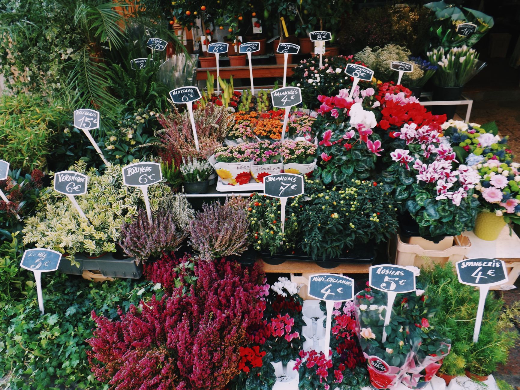 A Paris flower market stall, plants and cut flowers under a green iron canopy