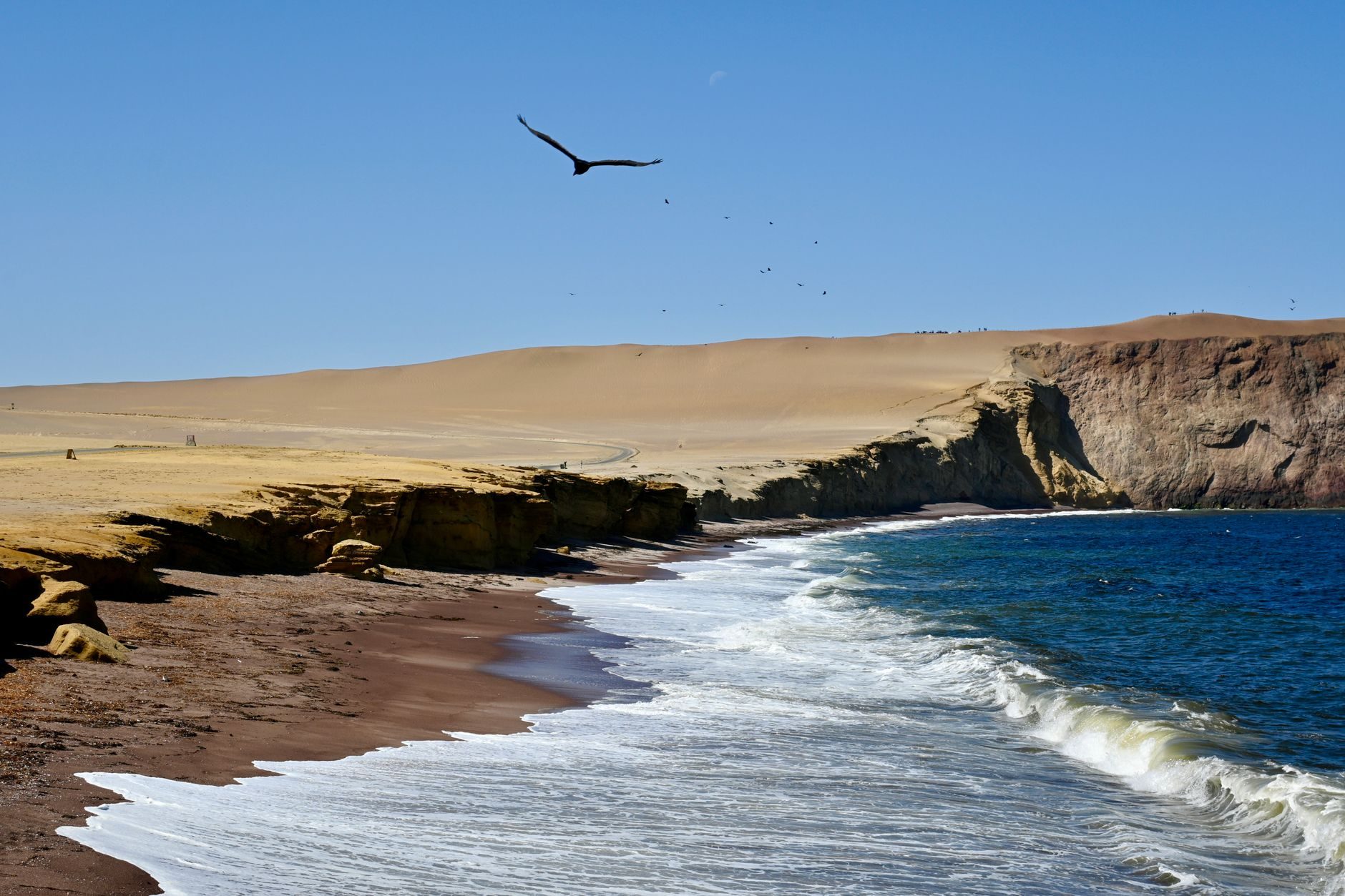 Ochre desert cliffs dropping into a cold blue sea with a line of white surf and a single seabird overhead, in the Paracas reserve