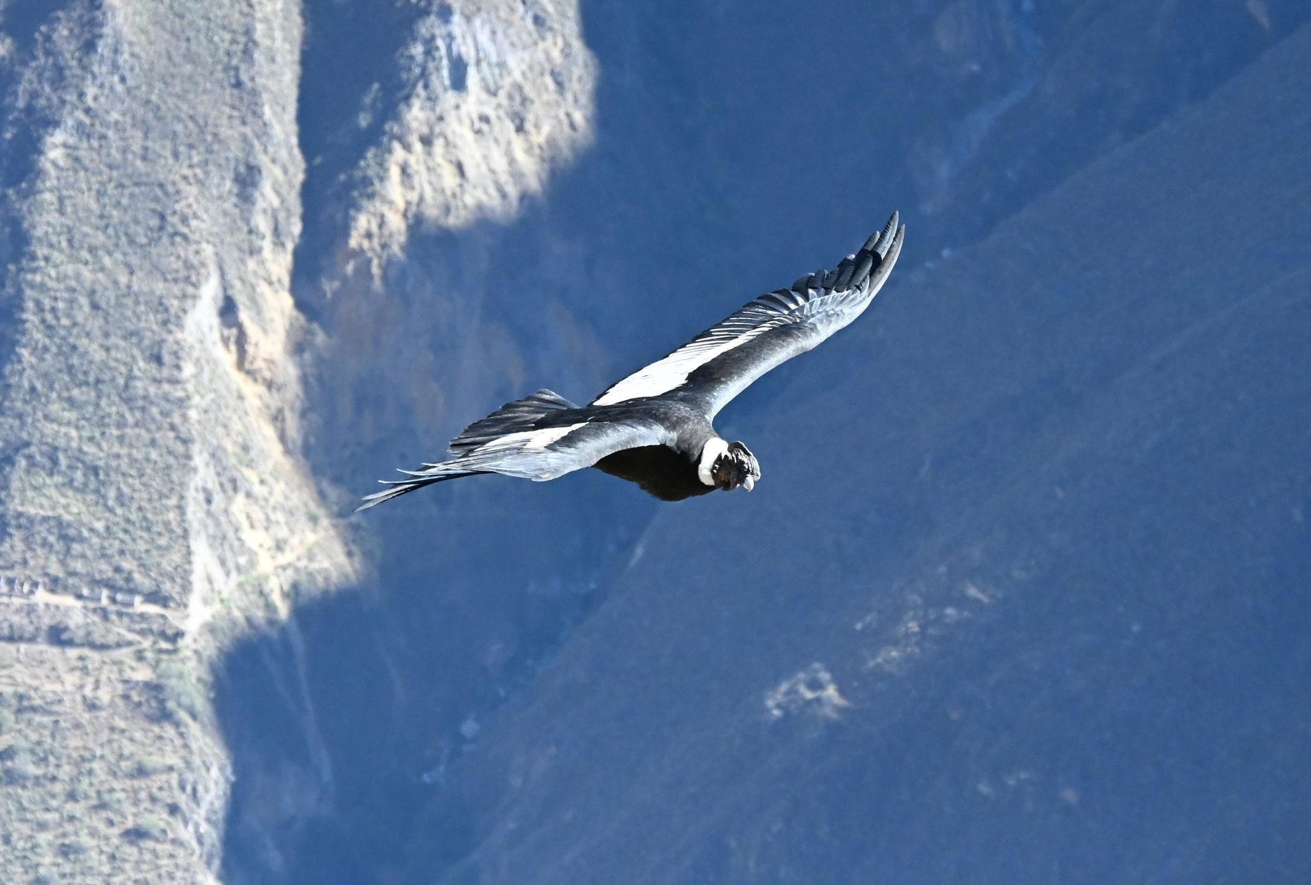 An Andean condor gliding close over the pale rock walls of the Colca canyon, its wings fully spread