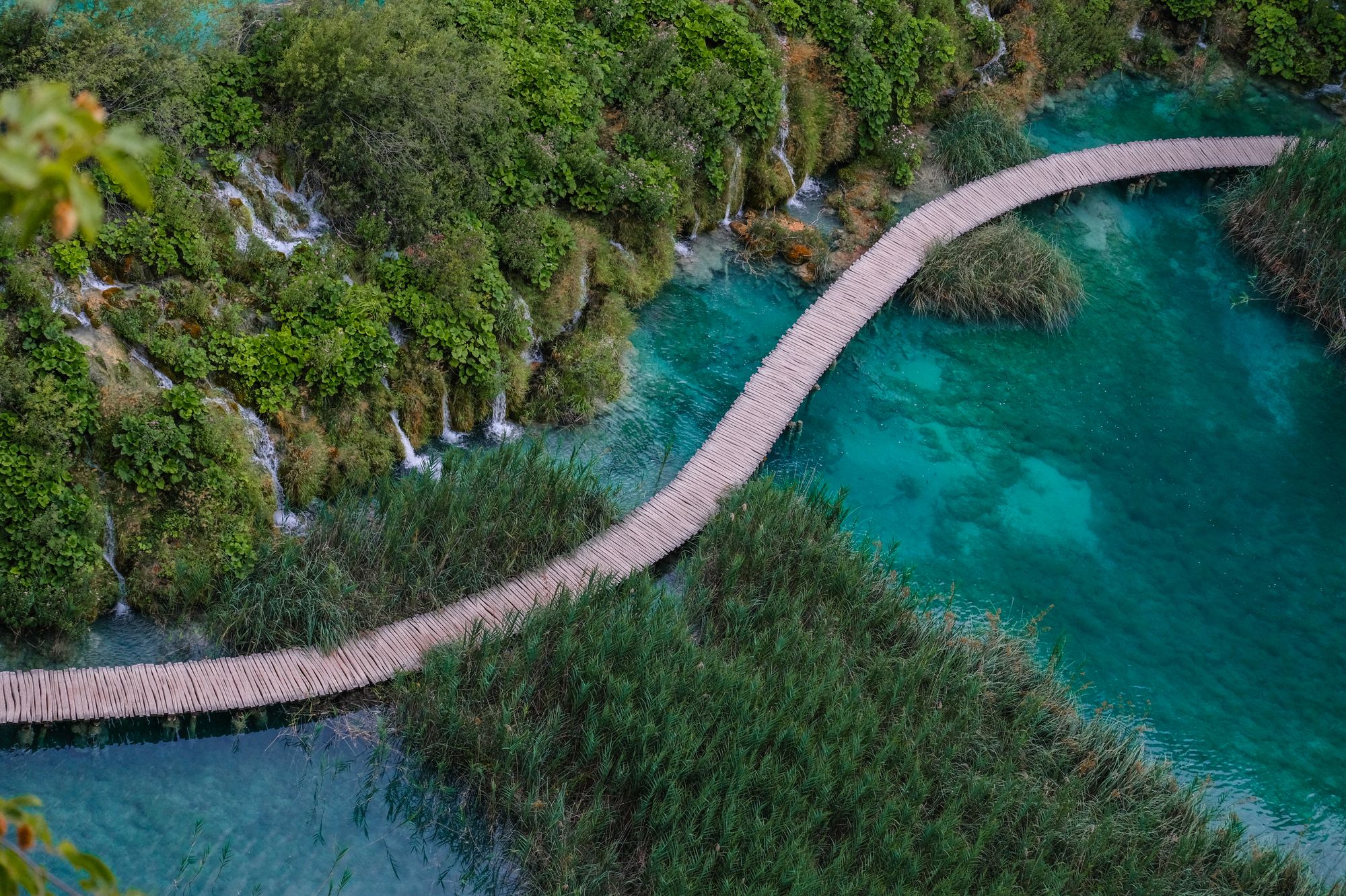 A wooden boardwalk winding just above the turquoise water at Plitvice between reed beds