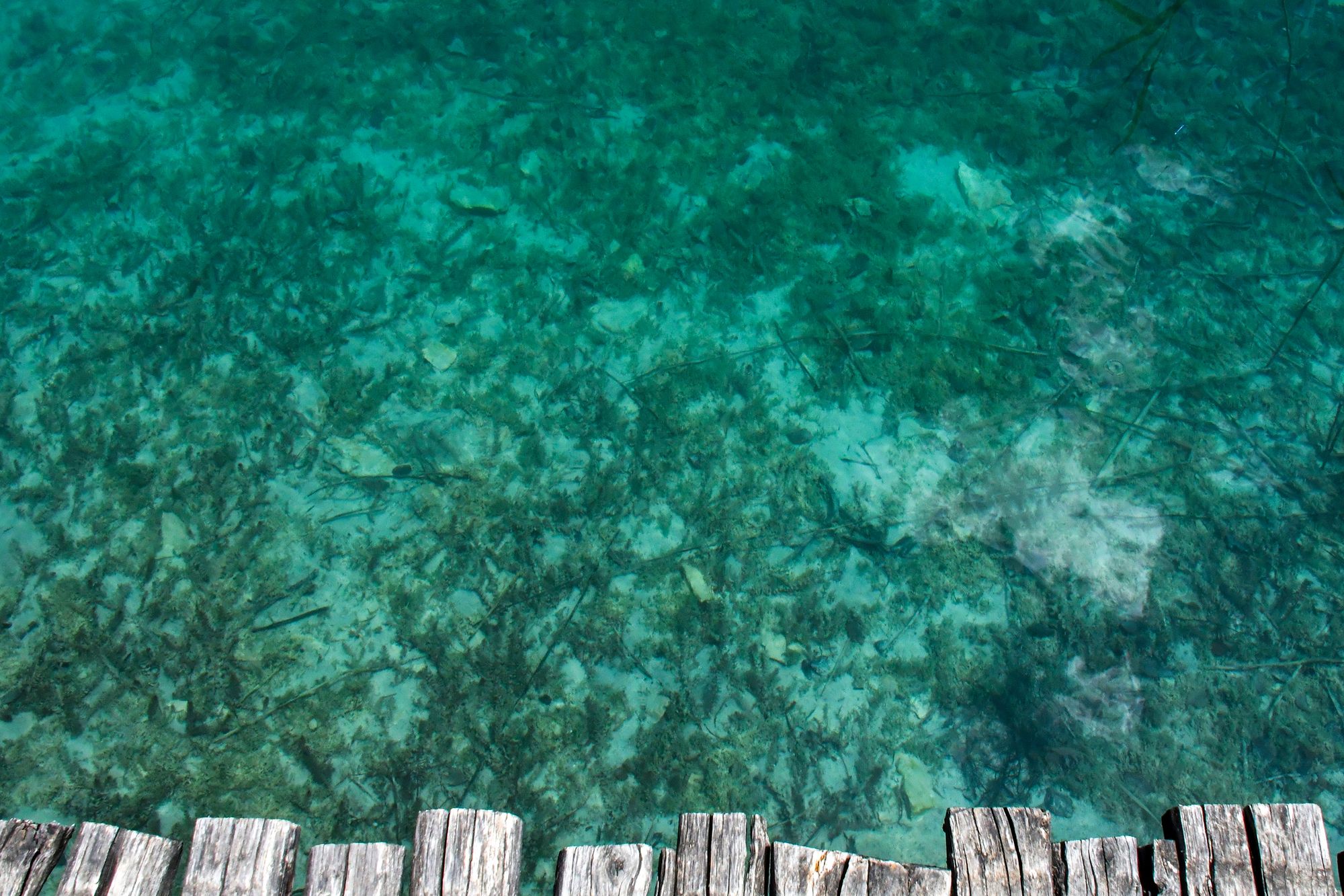 Crystal-clear turquoise water at Plitvice, the pale lakebed and a submerged boardwalk edge visible through it