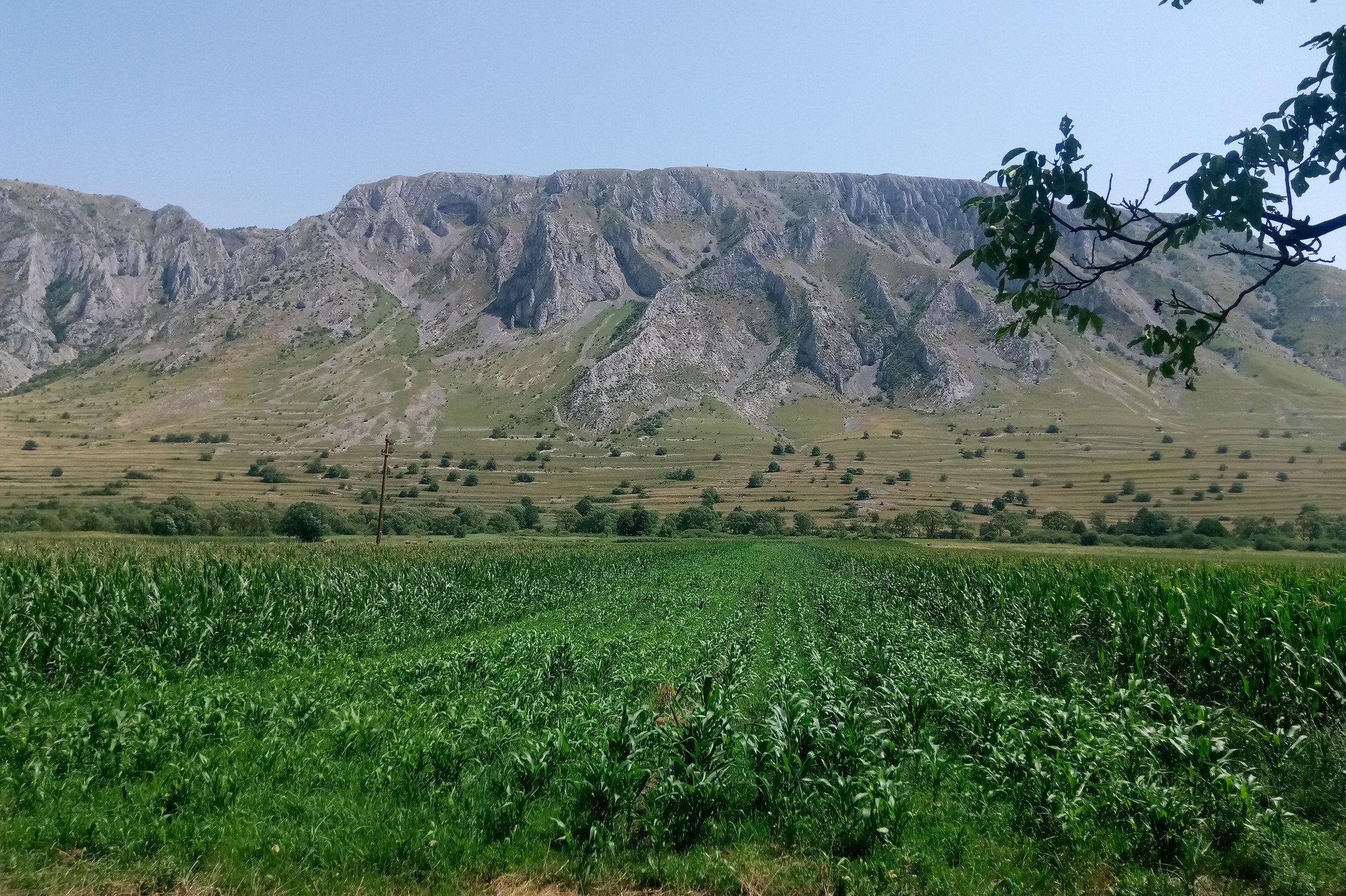 The long limestone wall of Piatra Secuiului rising beyond a cornfield and open grass slopes