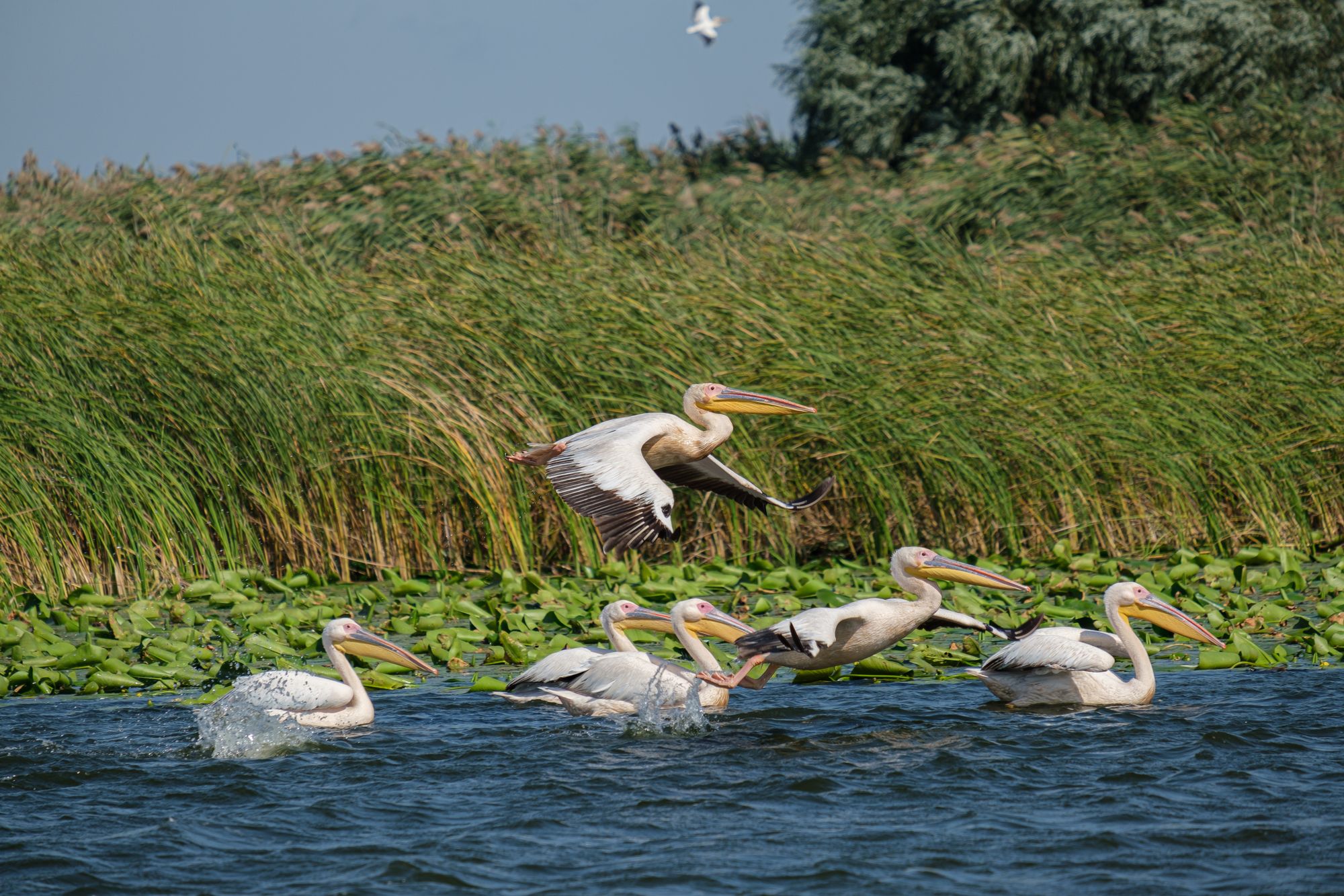Great white pelicans taking off from open water in front of a wall of reeds in the Danube Delta