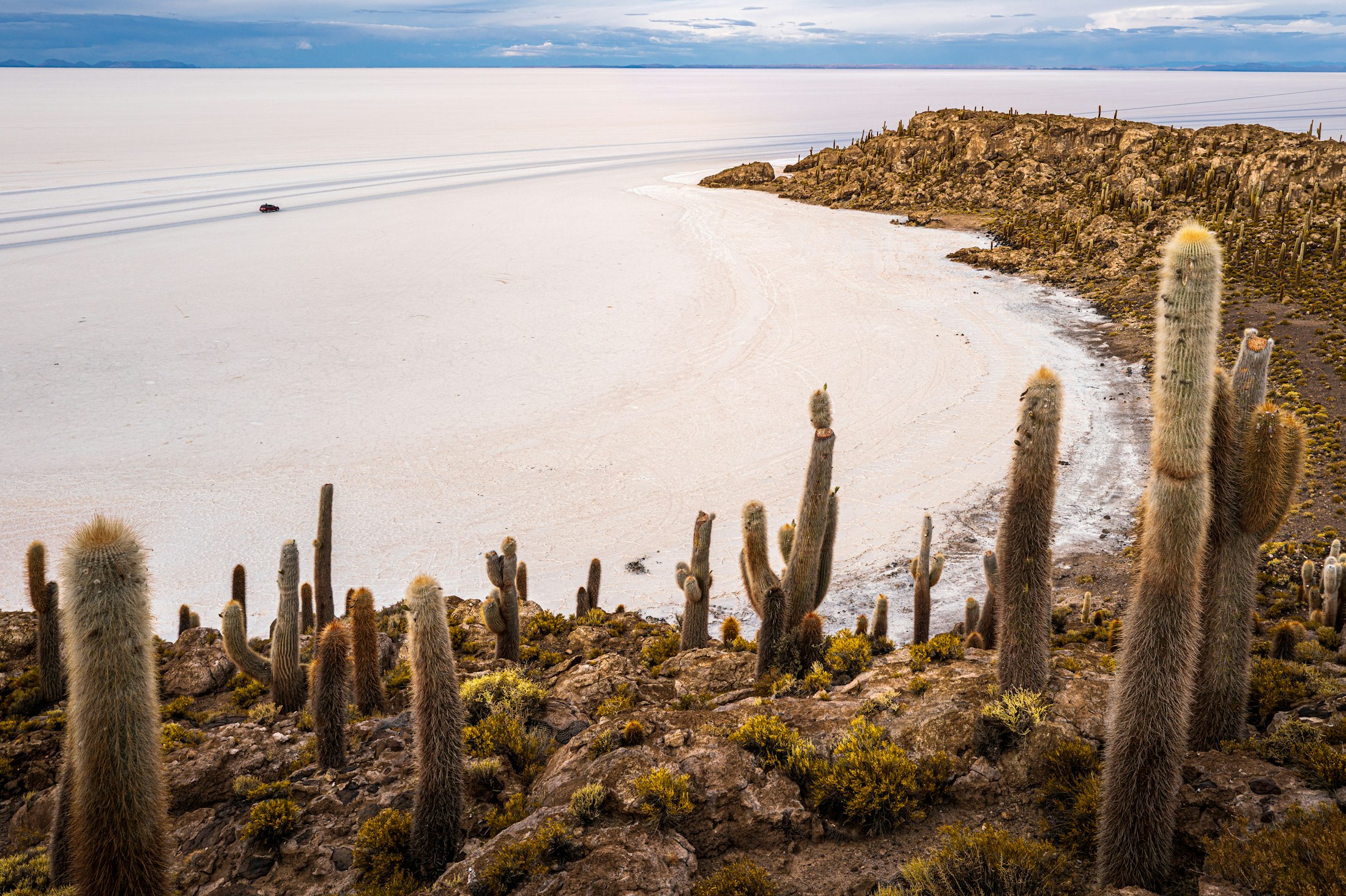 Giant cacti on Incahuasi island rising above the white salt flat of Salar de Uyuni