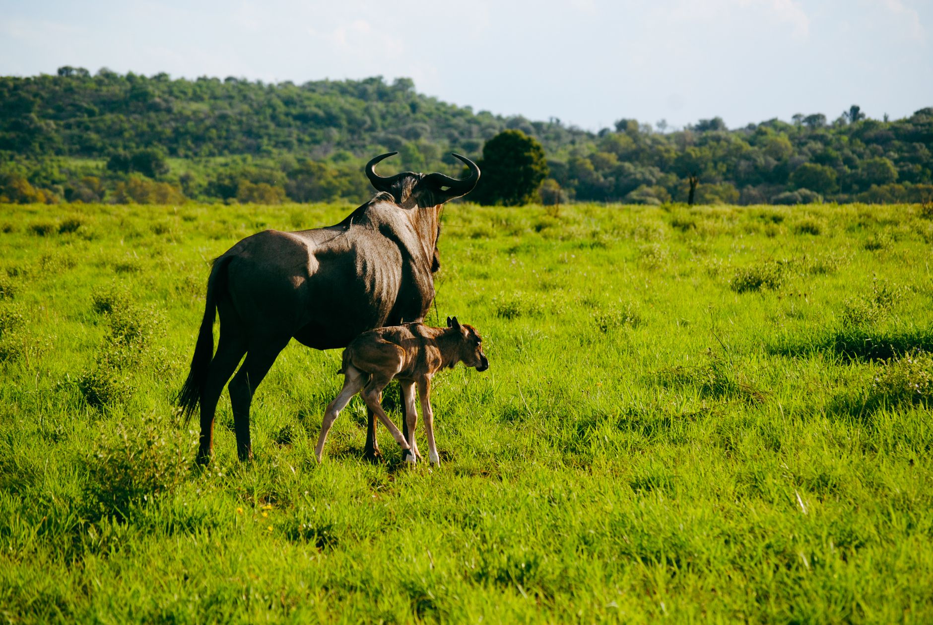A wildebeest with a young calf on the southern Serengeti plains