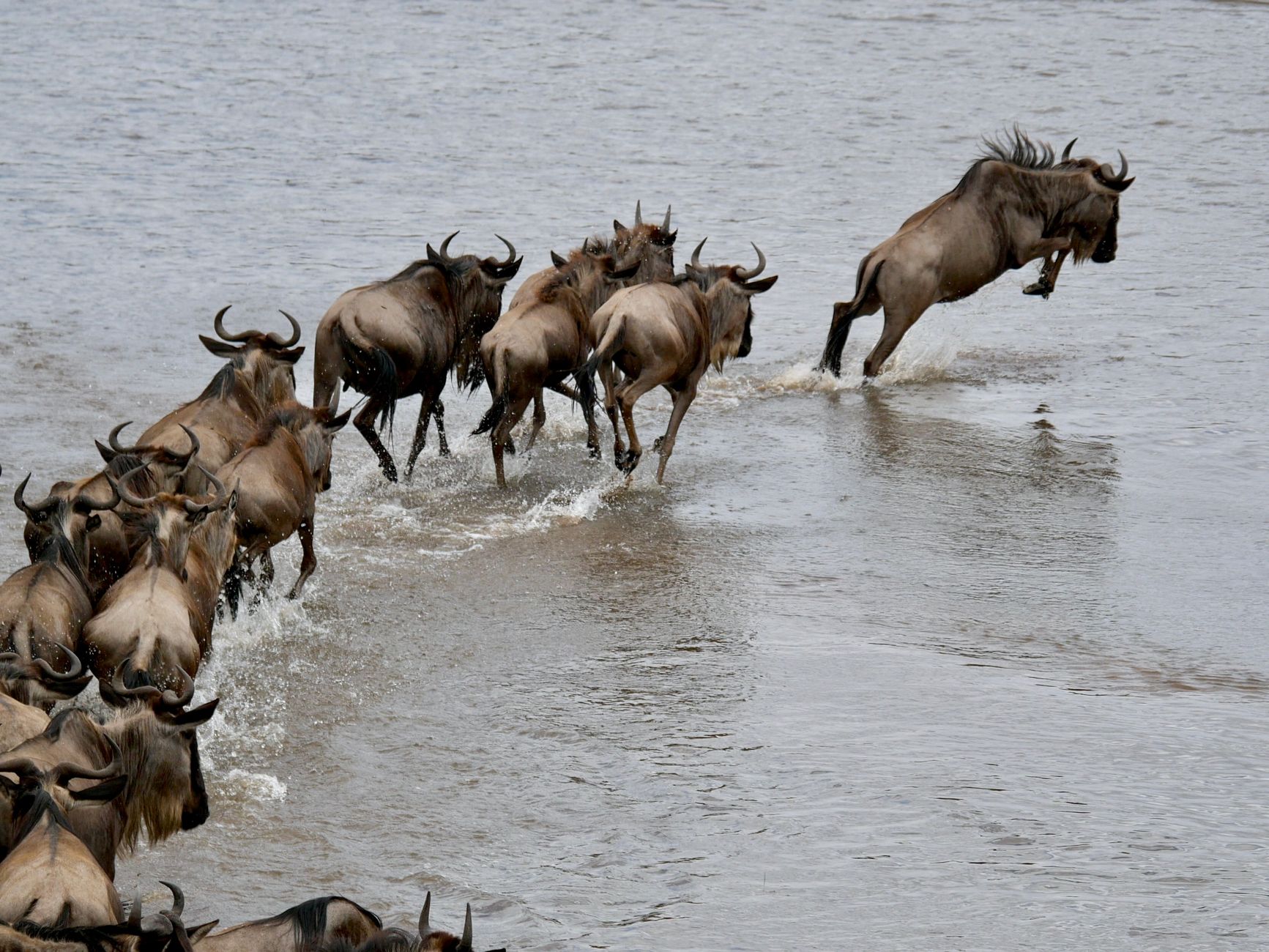 Wildebeest plunging across the Mara River during the Great Migration