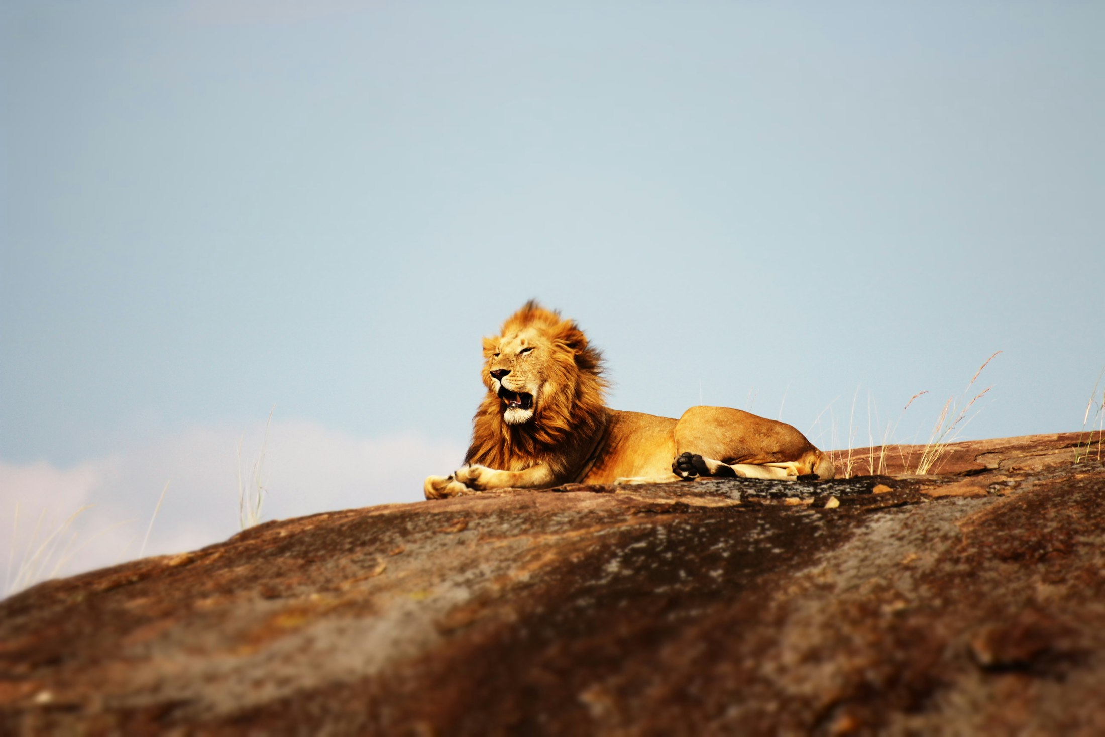 A lion on the plains of the Serengeti