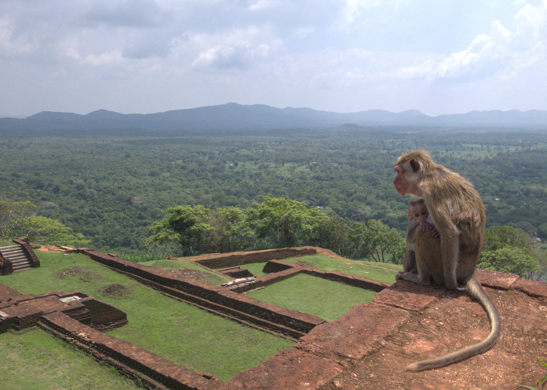Toque macaque sitting on brick ruins at the top of Sigiriya above the jungle plain