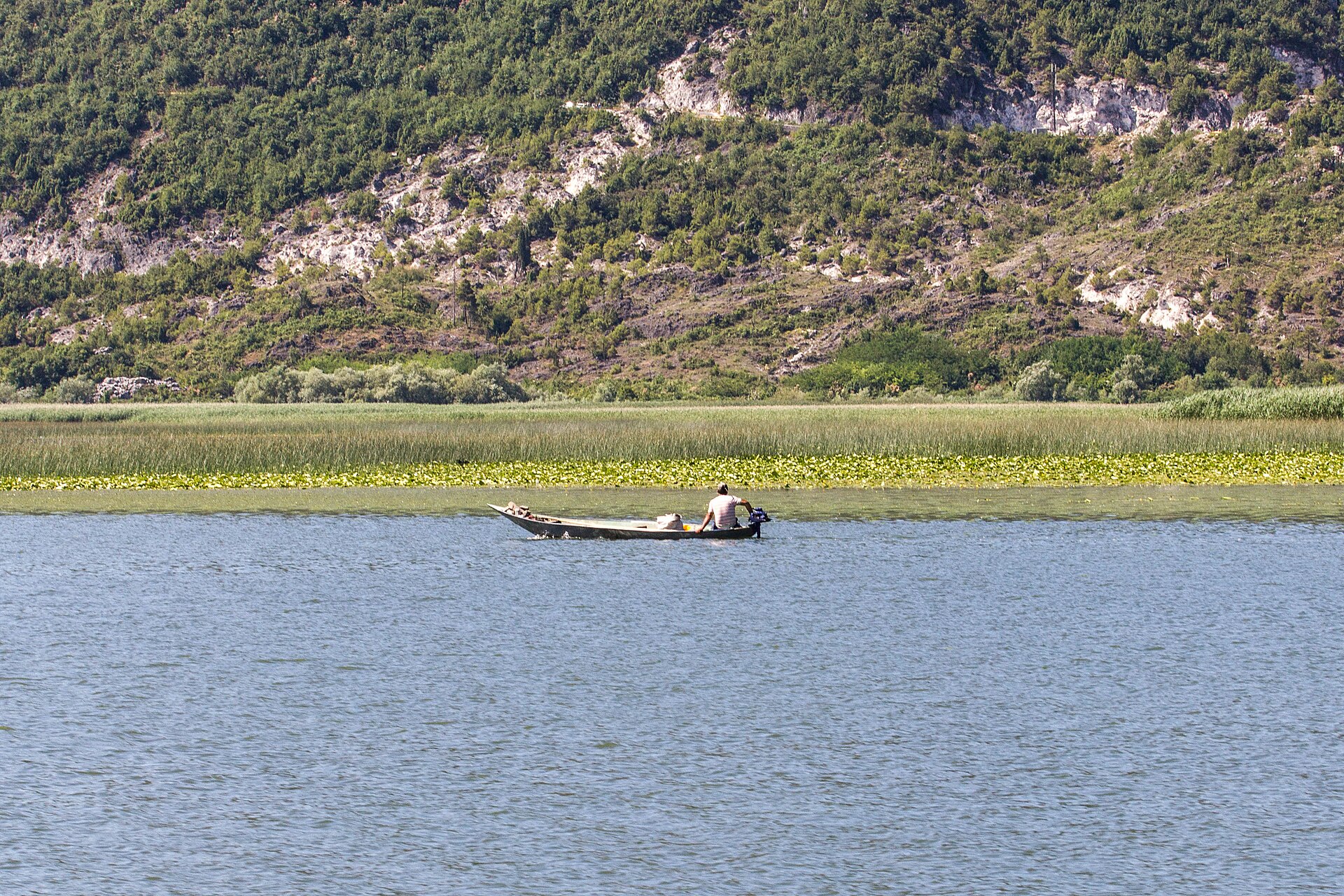 A small boat under outboard power crossing open water on Lake Skadar, a flowering lily bed behind it