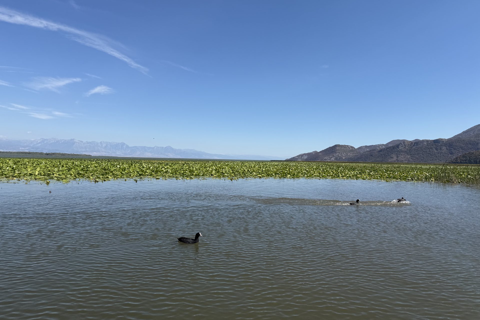 Coots on the open water of Lake Skadar with a broad lily bed behind them and the Albanian mountains beyond