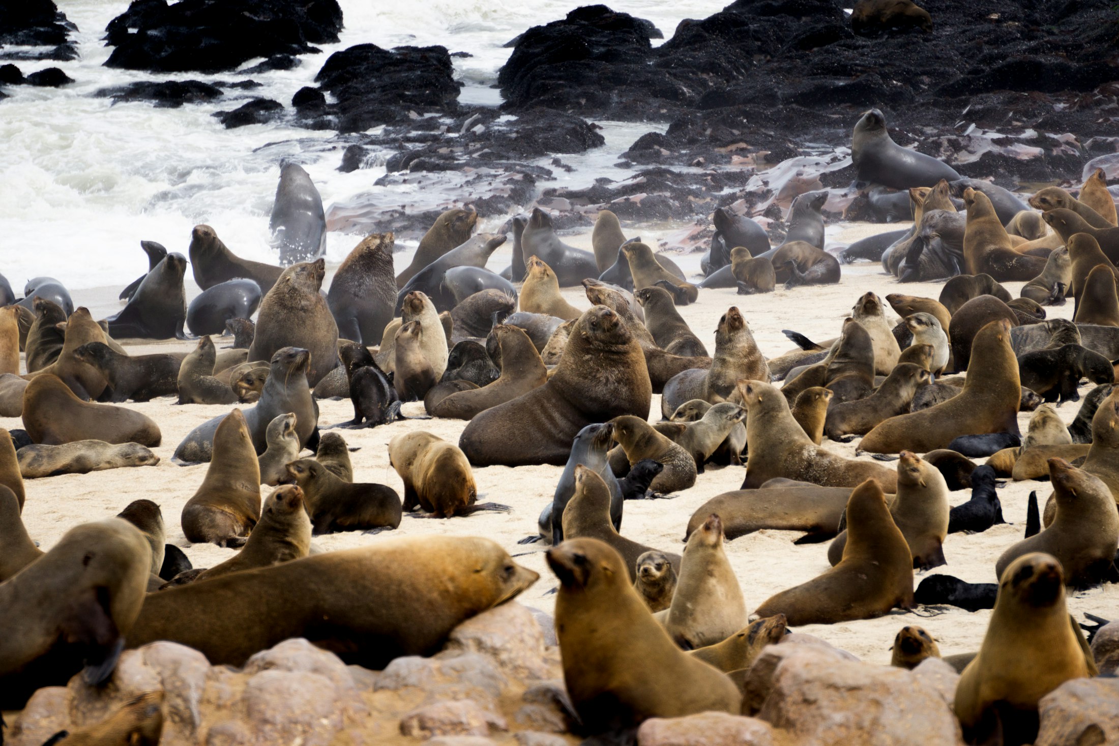 A vast Cape fur seal colony heaving on the rocks at Cape Cross on the Skeleton Coast