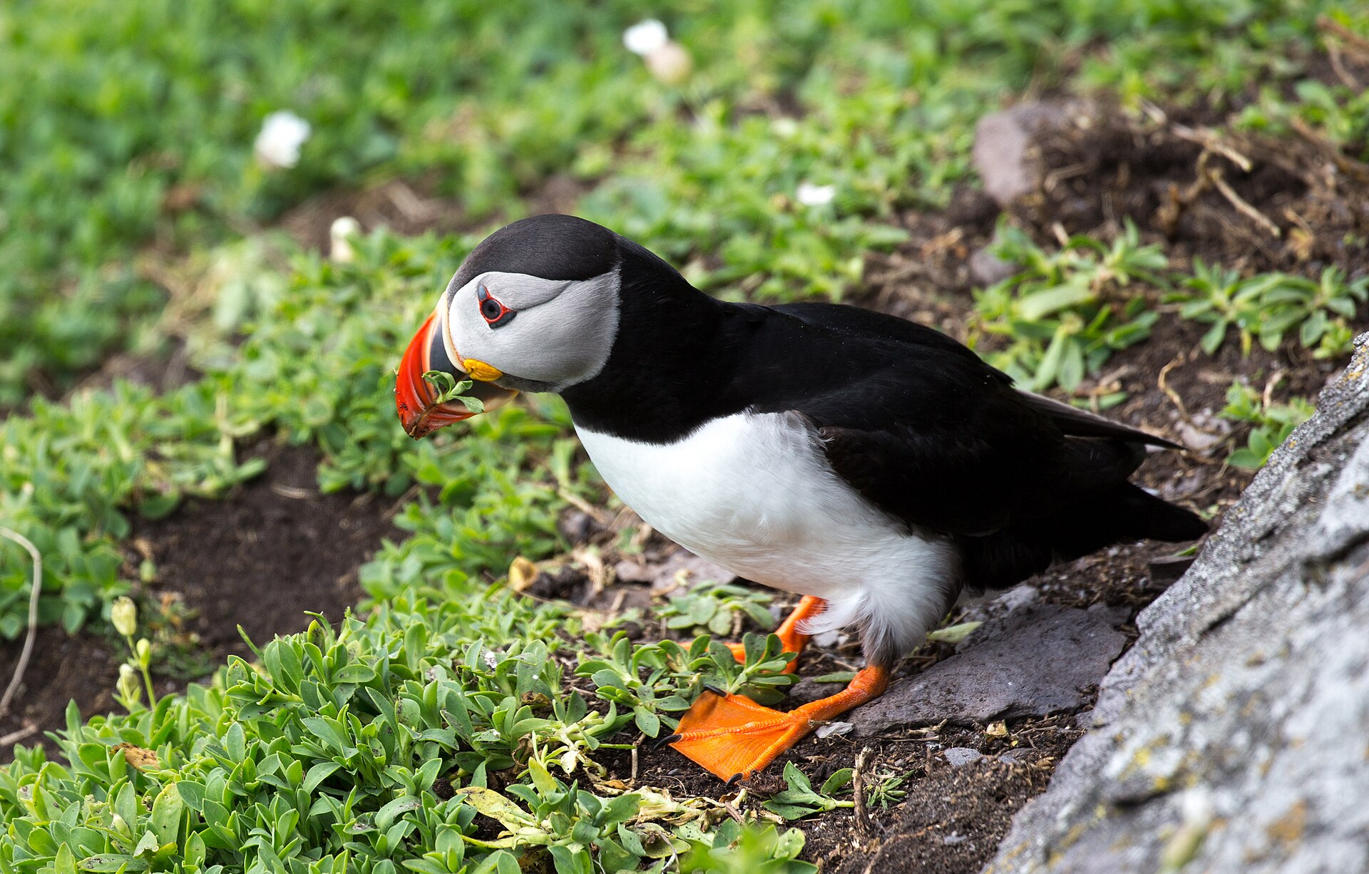 A puffin carrying vegetation into its burrow on the grassy slope of Skellig Michael