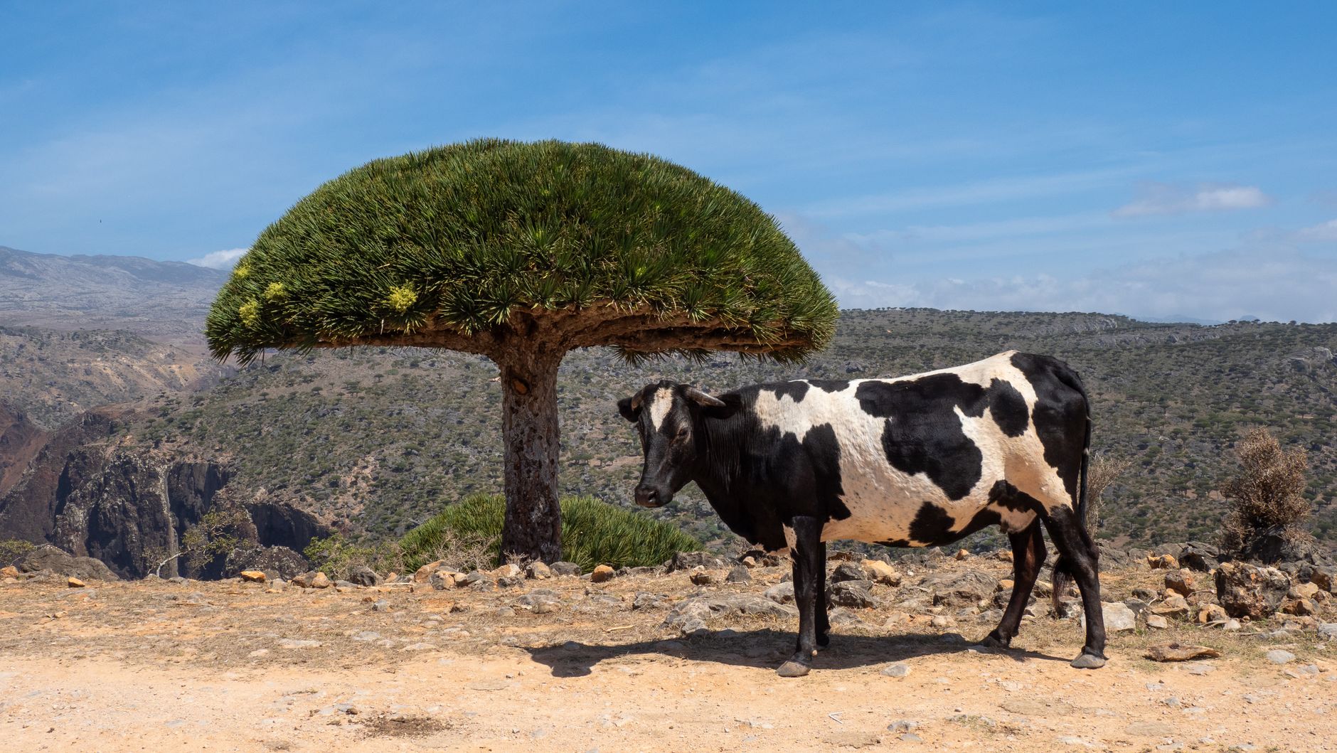 A cow standing in the shade of a dragon's blood tree on arid rocky ground on Socotra