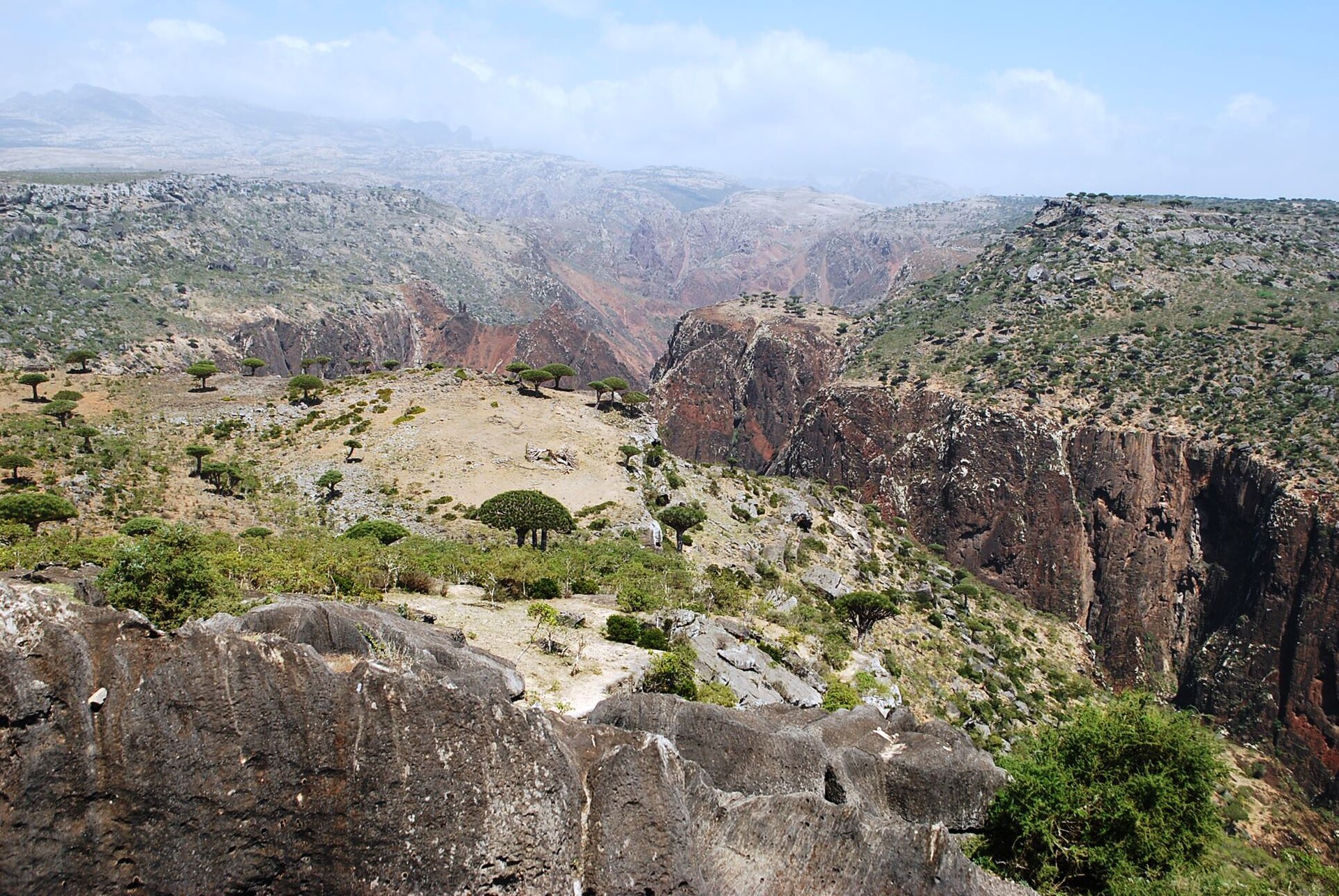 Dragon's blood trees scattered along the rim of the Dixam canyon on Socotra
