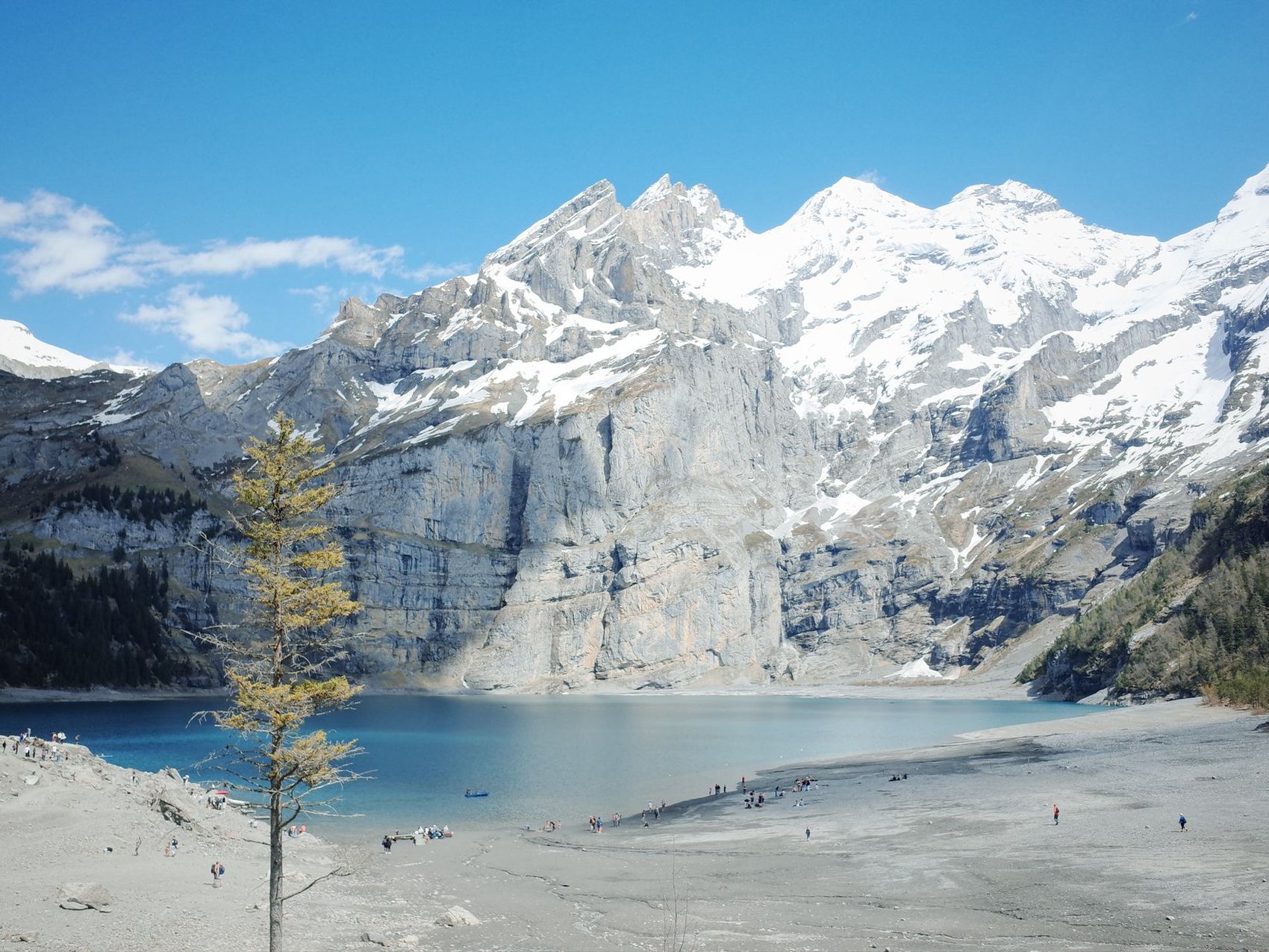 A turquoise mountain lake below a wall of grey cliffs and snowfields, with a single bare larch standing on the shingle shore in the foreground