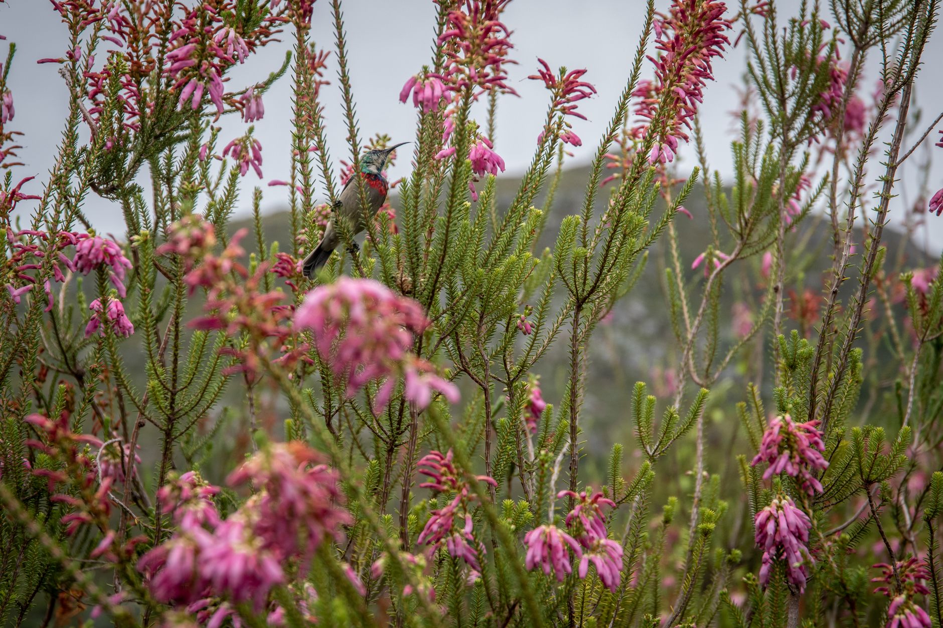 A small iridescent sunbird with a scarlet breast band perched on a stem of pink tubular erica flowers